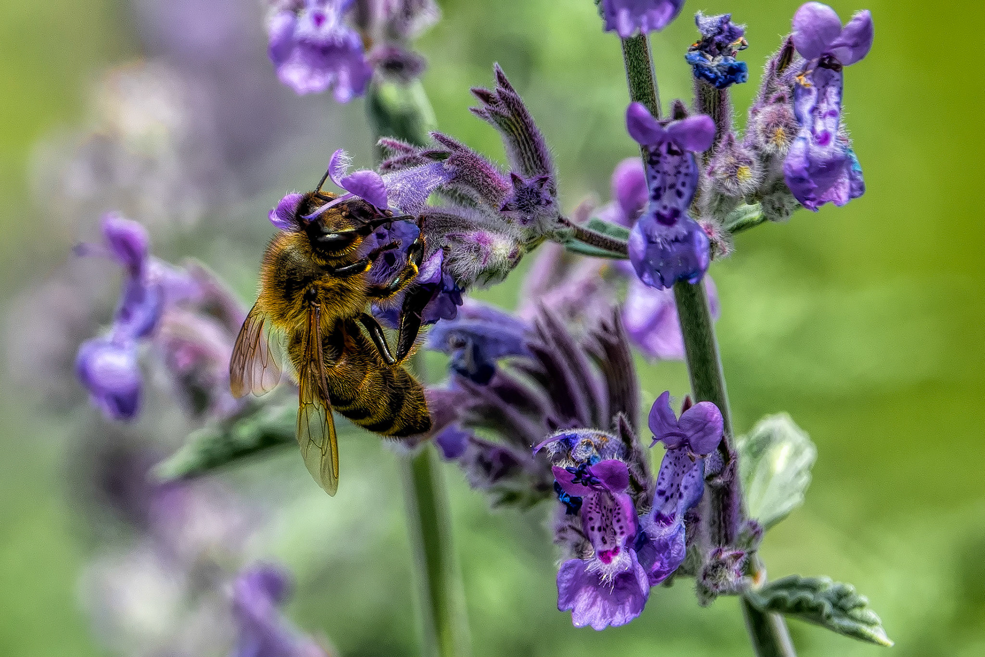 Lockdown Day 56: To bee or not to bee