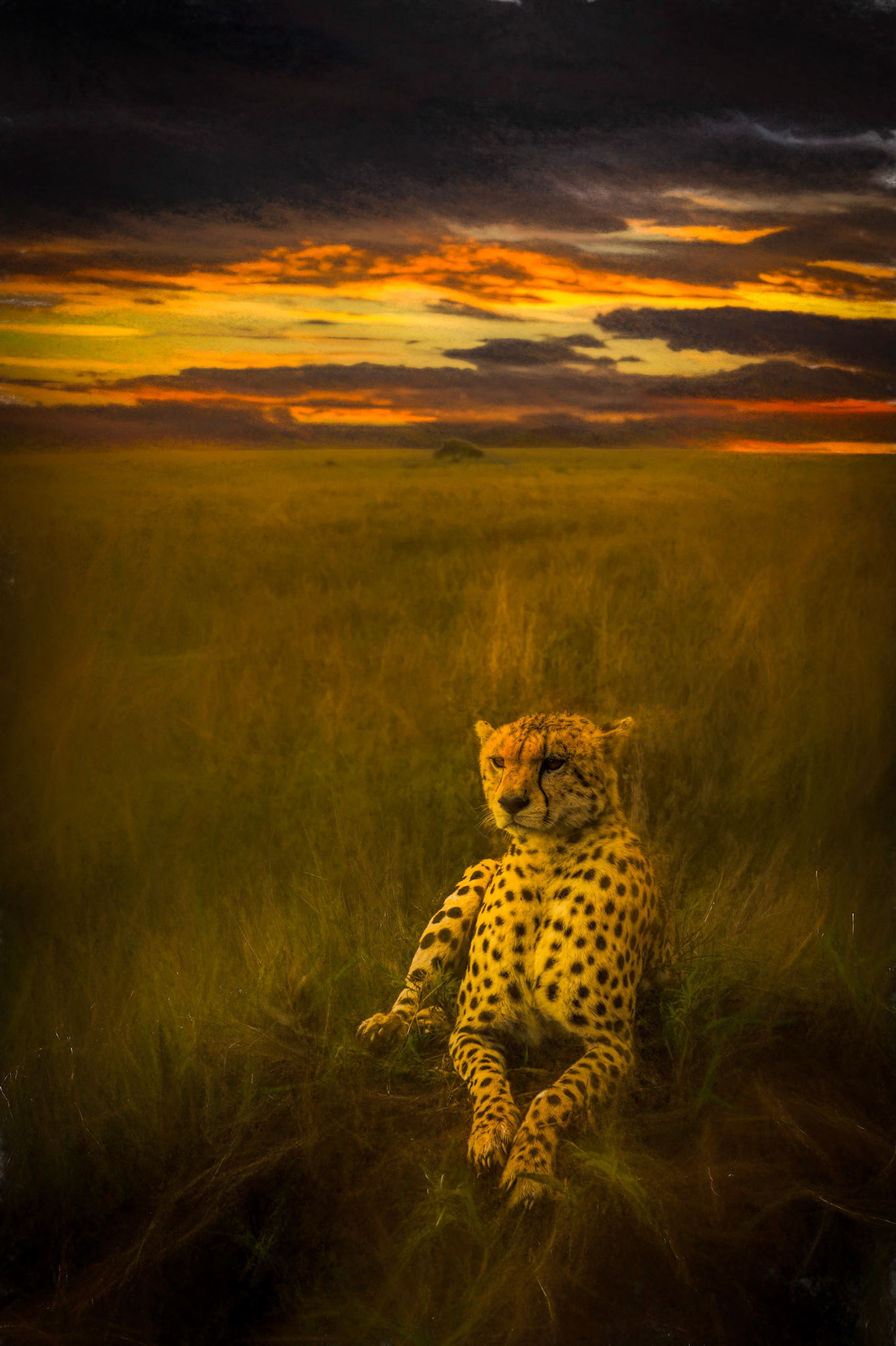 Cheetah dusk