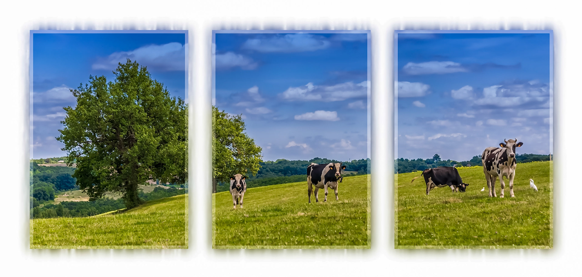 milk making in action.
