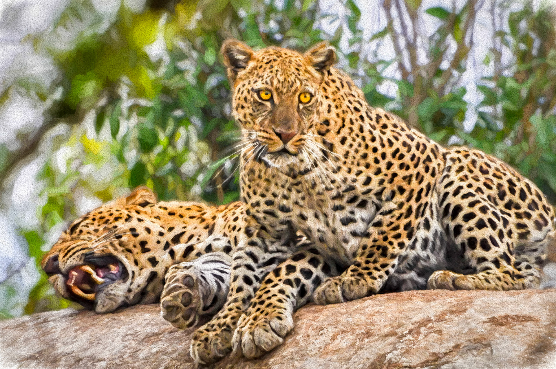 leopard lovers rework