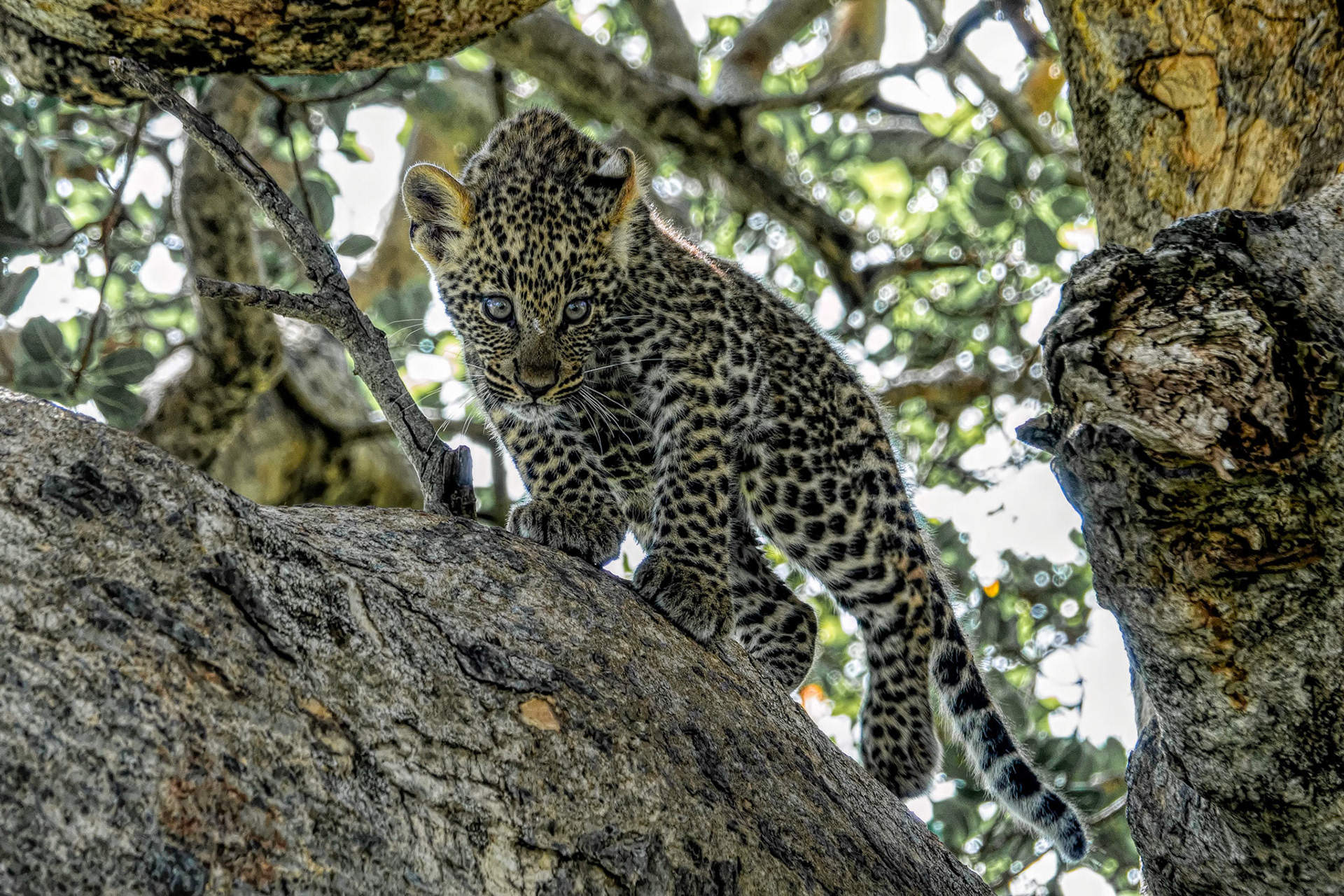 Leopard cub sneakin'