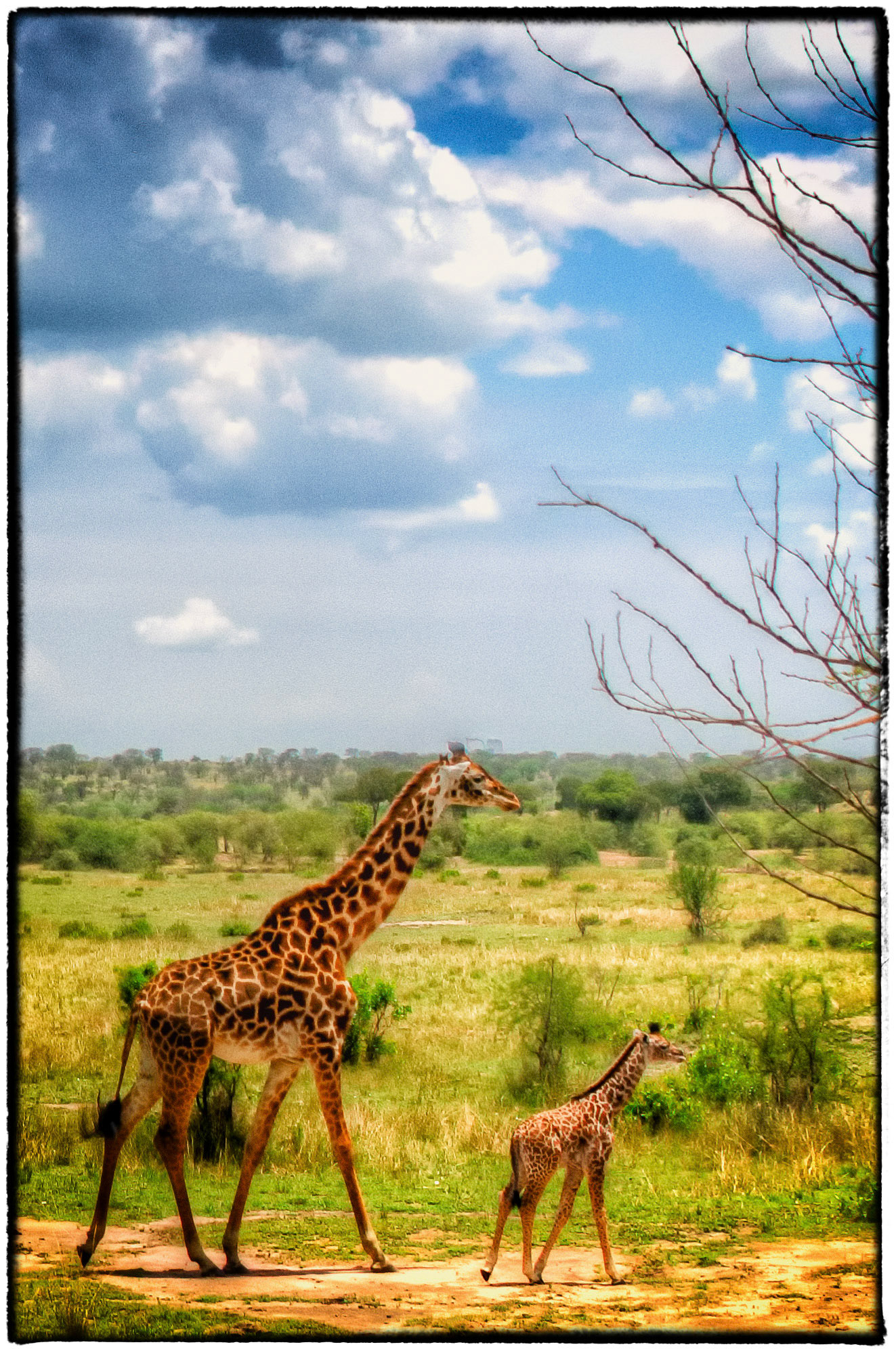 Warm Giraffes