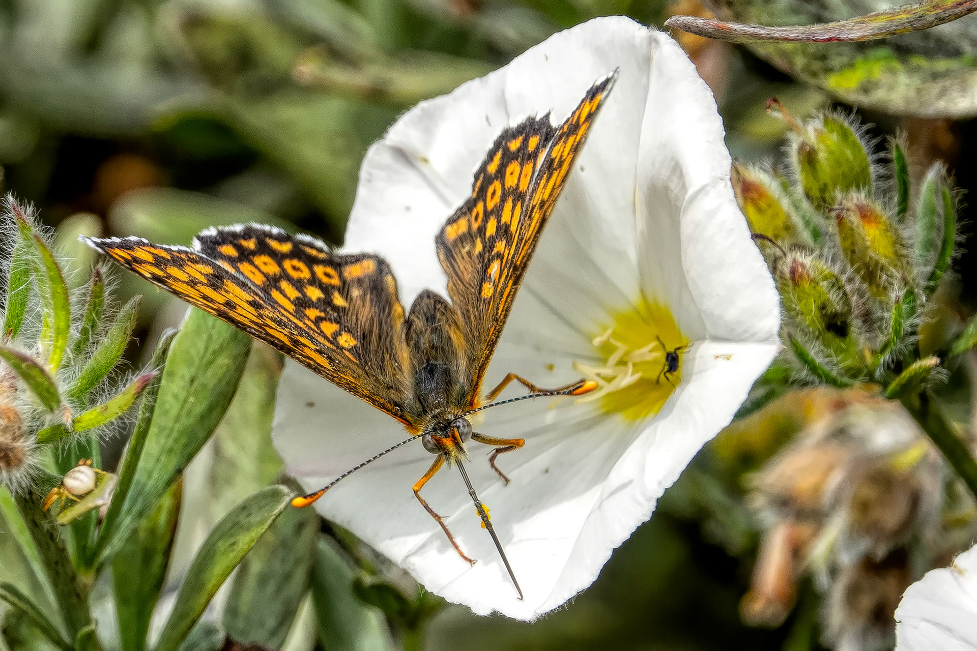 Silverbush flower with fritillay butterfly