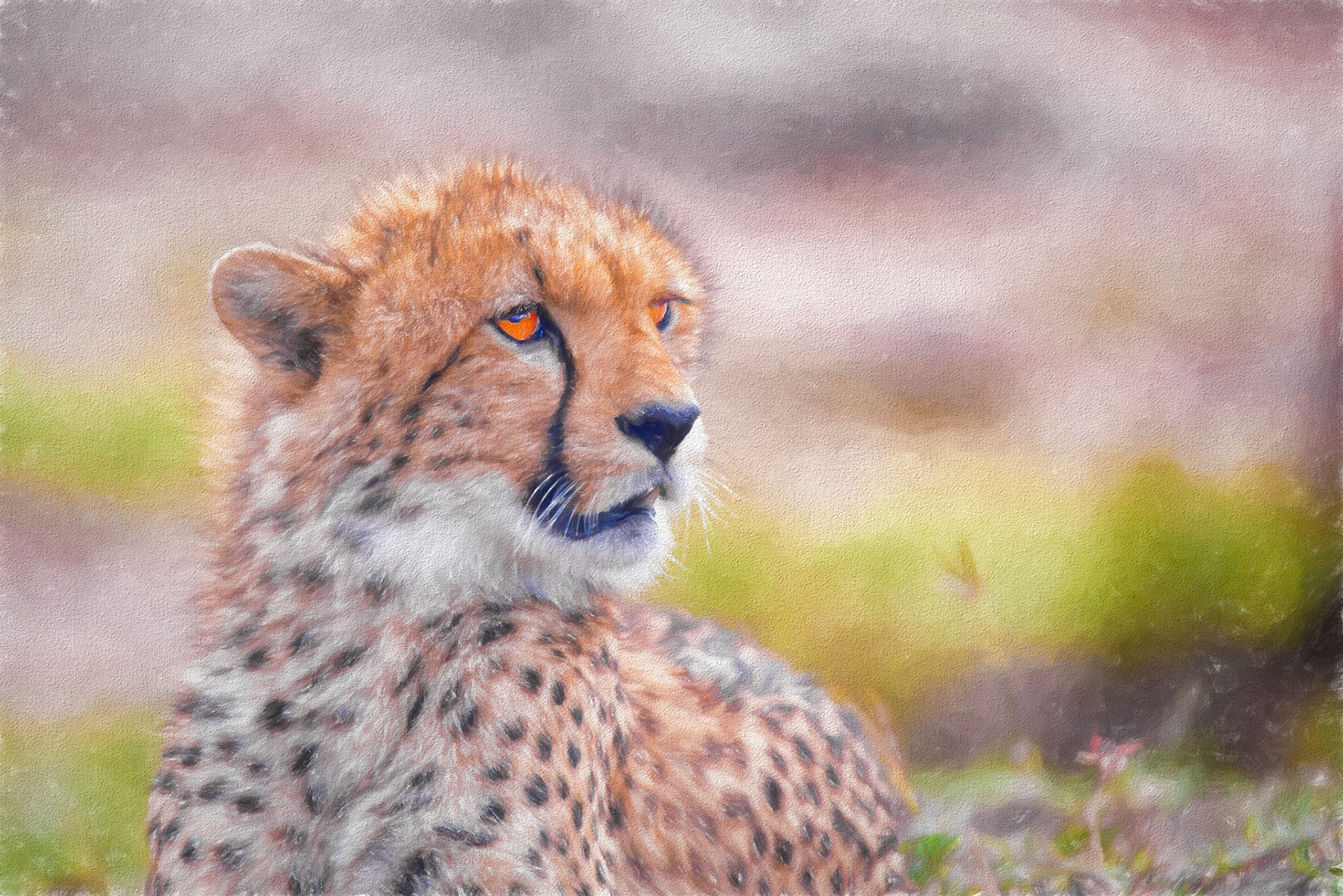 young cheetah rework