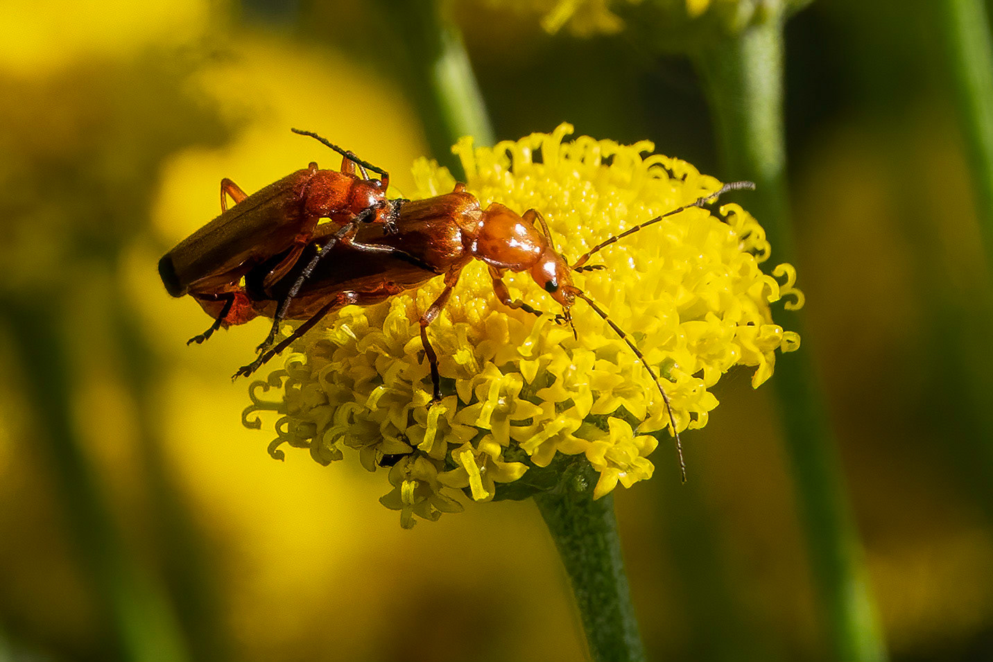 Multi-tasking is merely the opportunity to screw up more than one thing at a time.A common red soldier beetle (bonking beetle) on a cotton lavender.