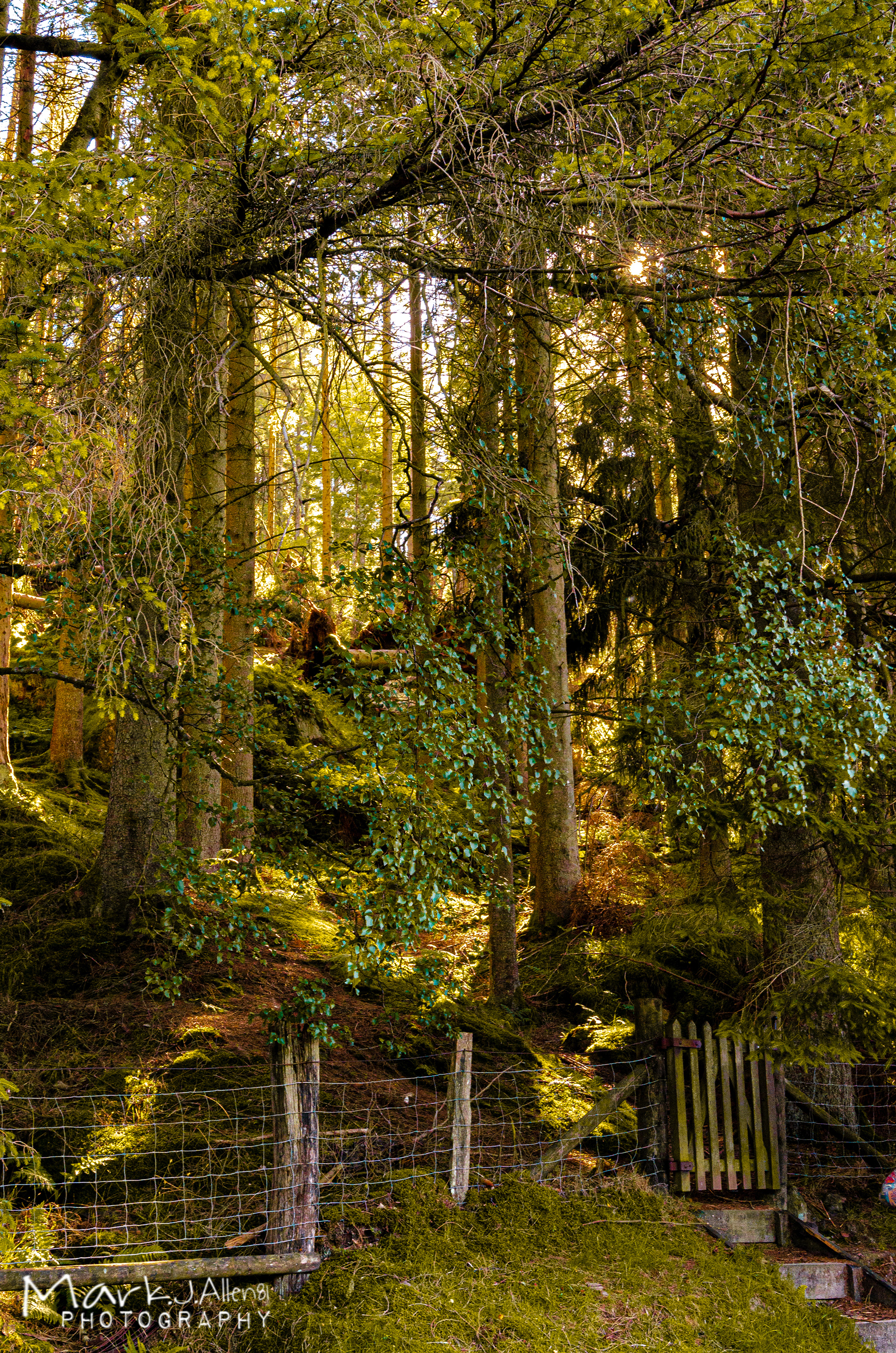 ELAN VALLEY