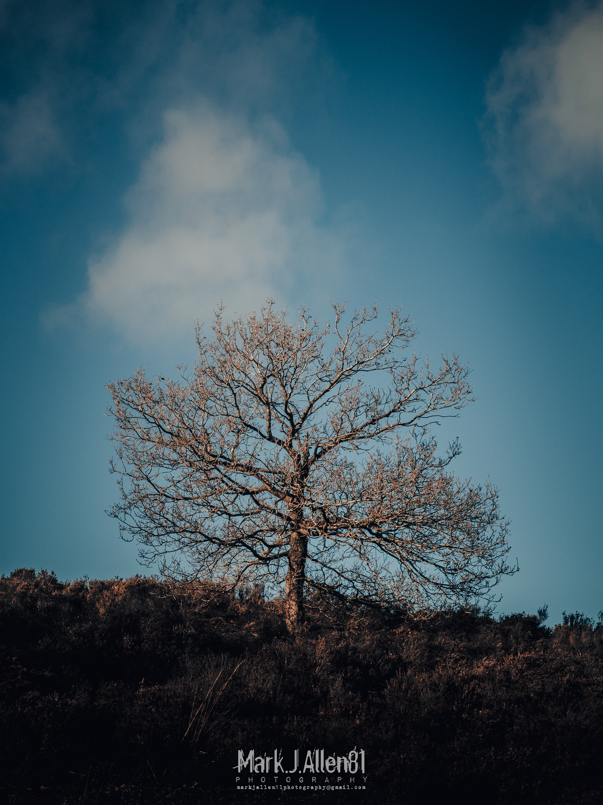 CANNOCK CHASE