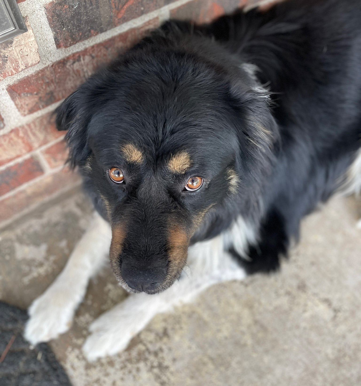 Large black, white, and brown dog looking up at the camera