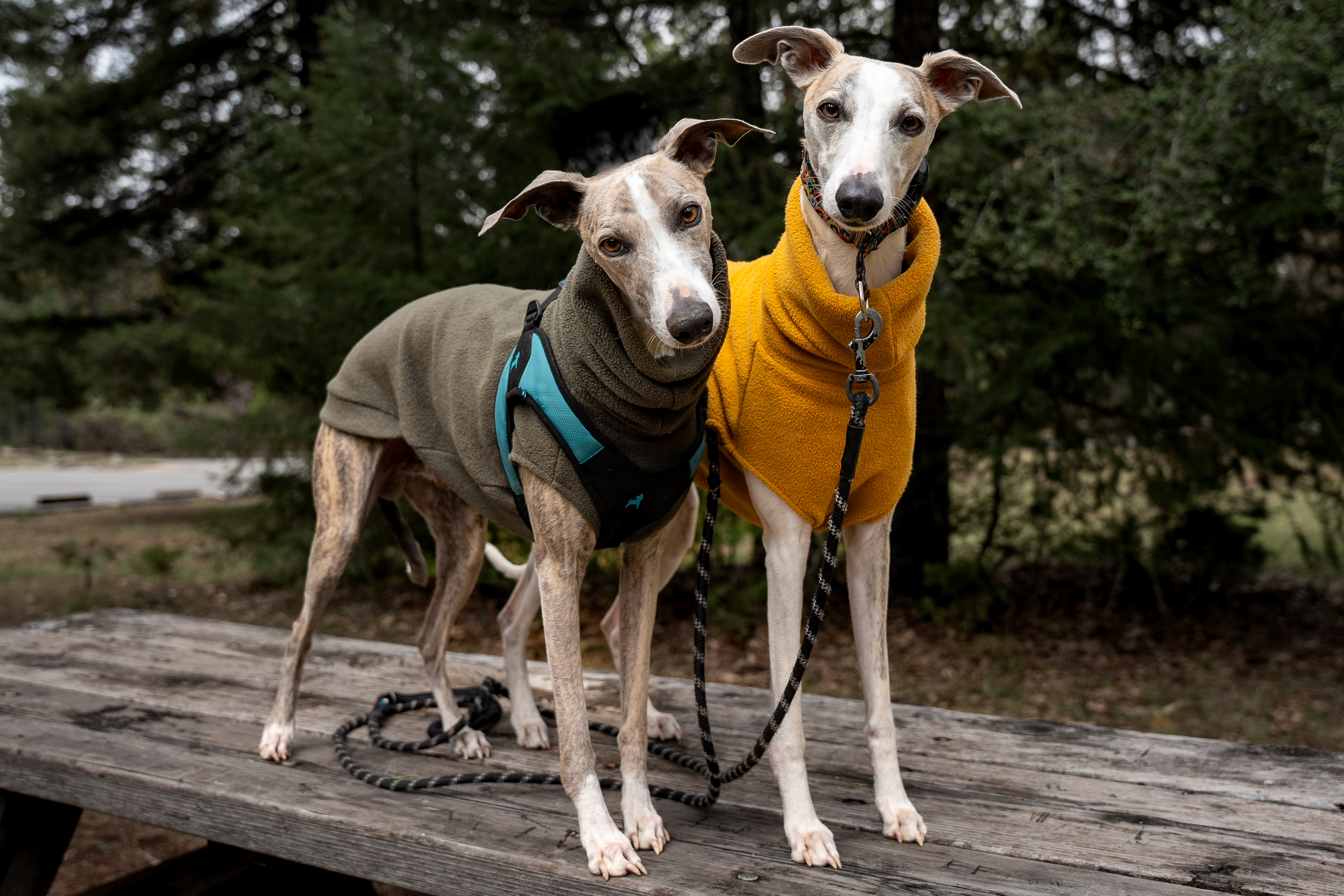 Skinny Dog Photography