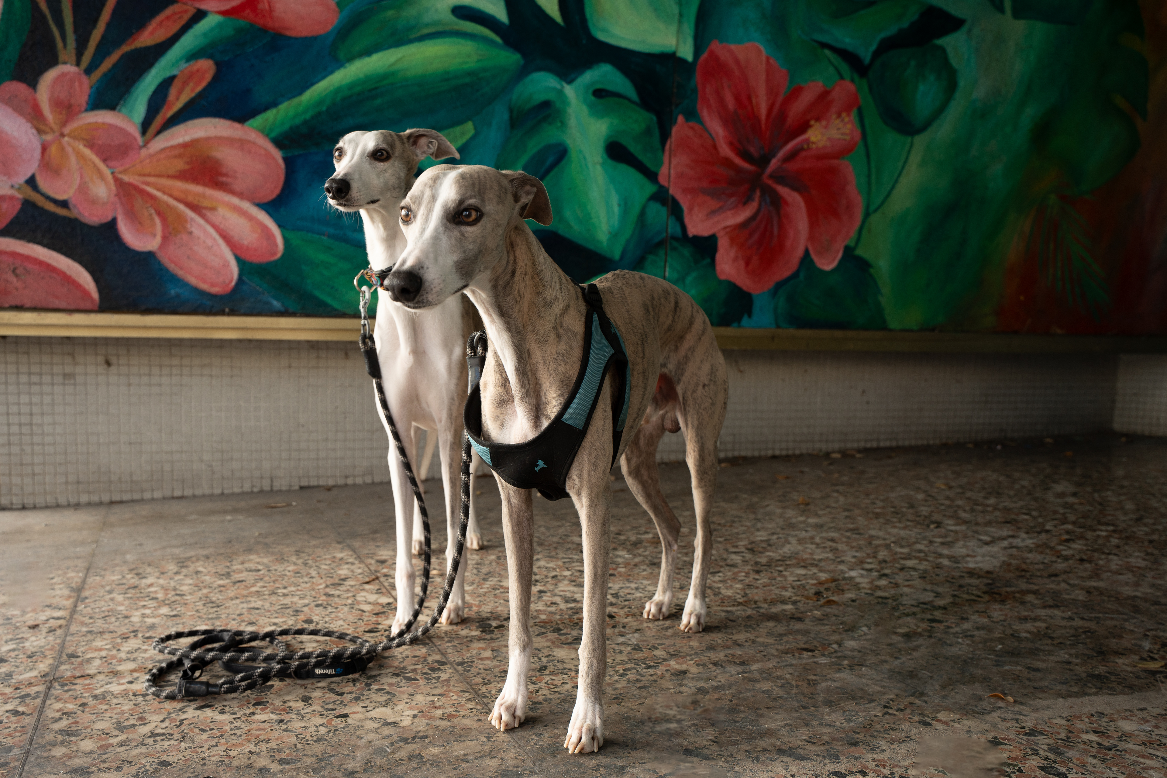 Skinny Dog Photography