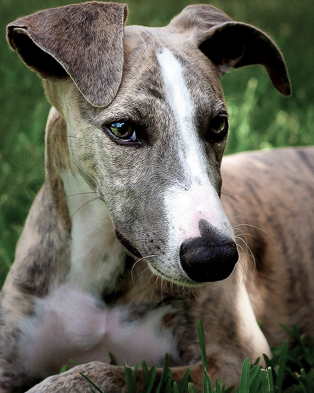 Skinny Dog Photography