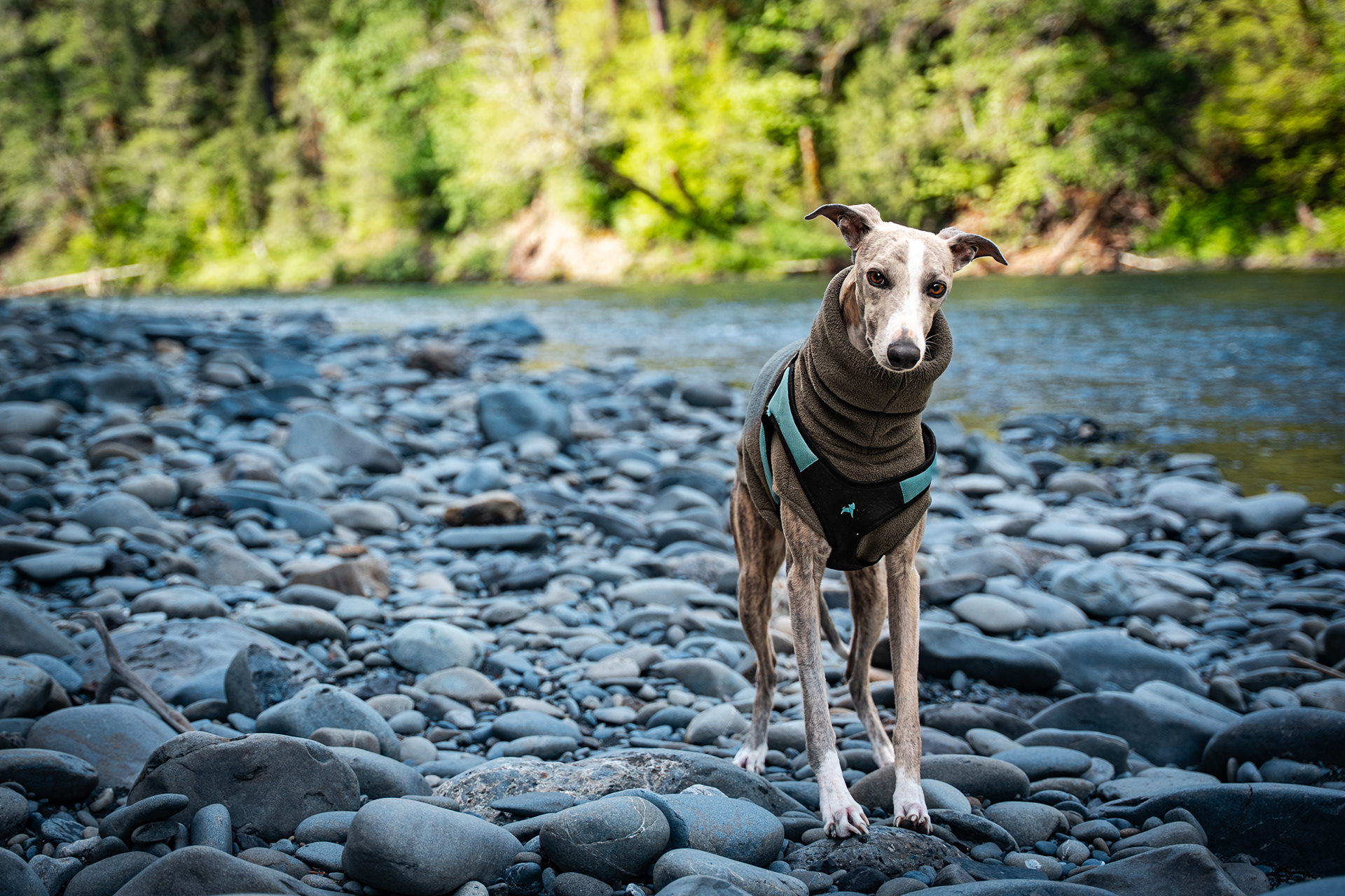 Skinny Dog Photography