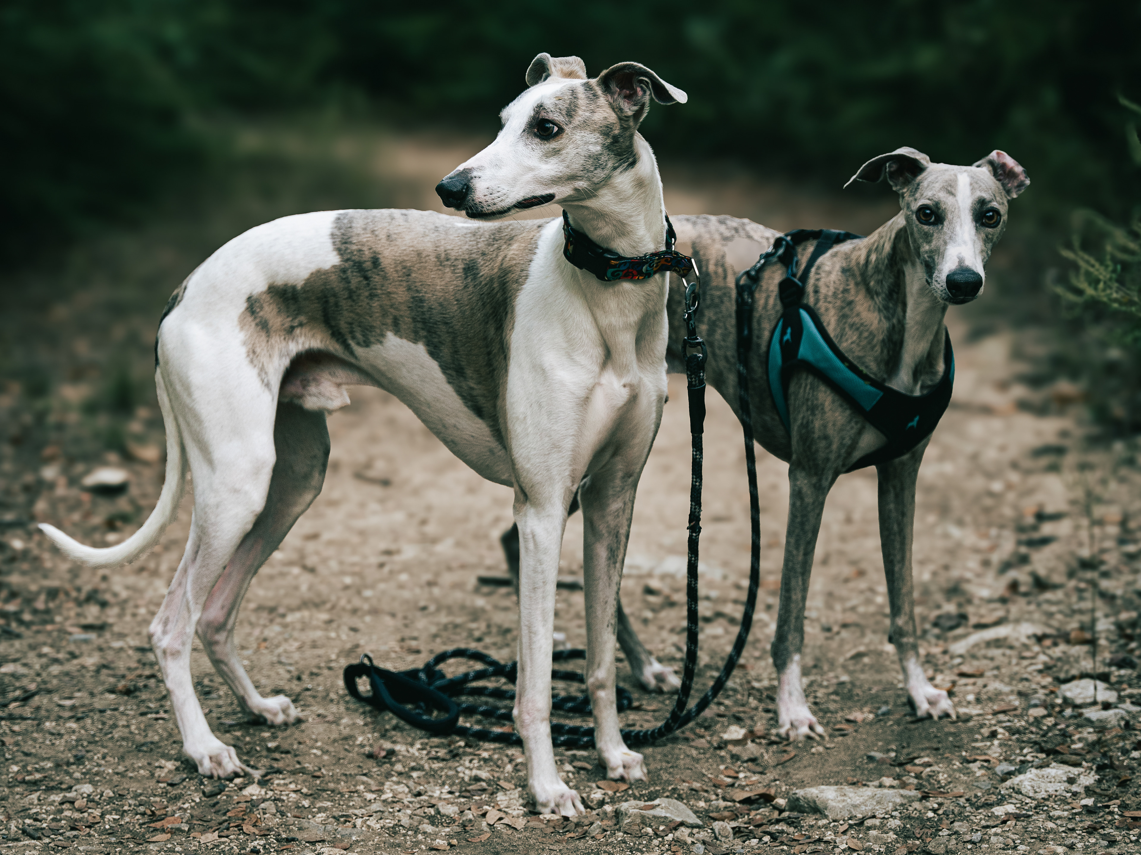 Skinny Dog Photography