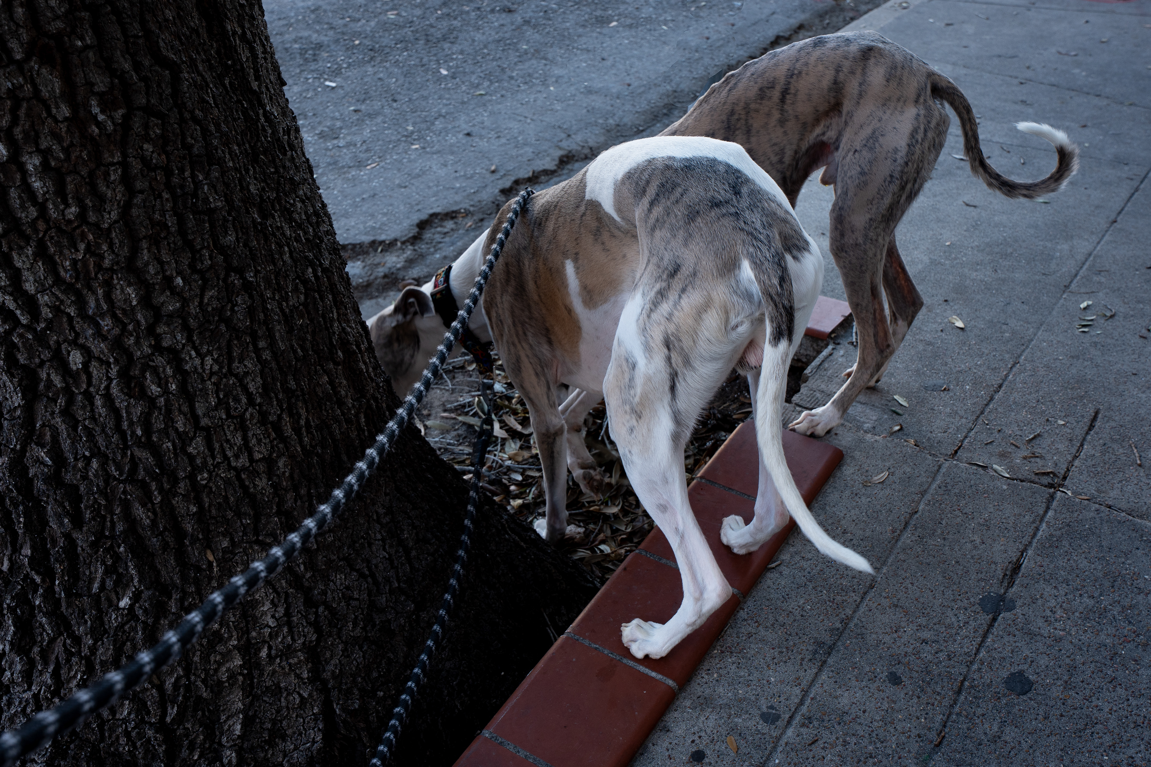 Skinny Dog Photography