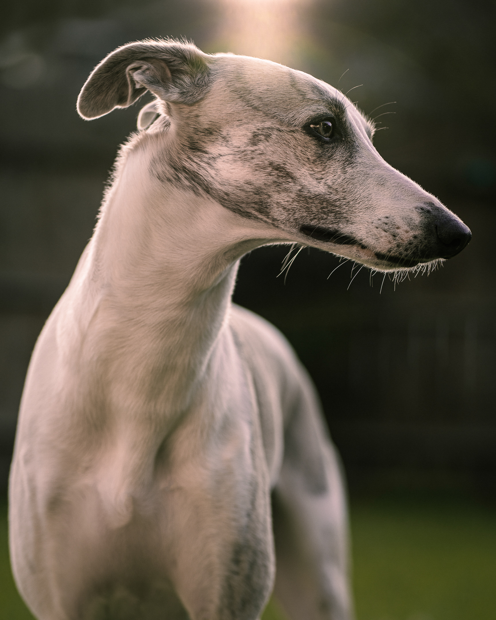 Skinny Dog Photography