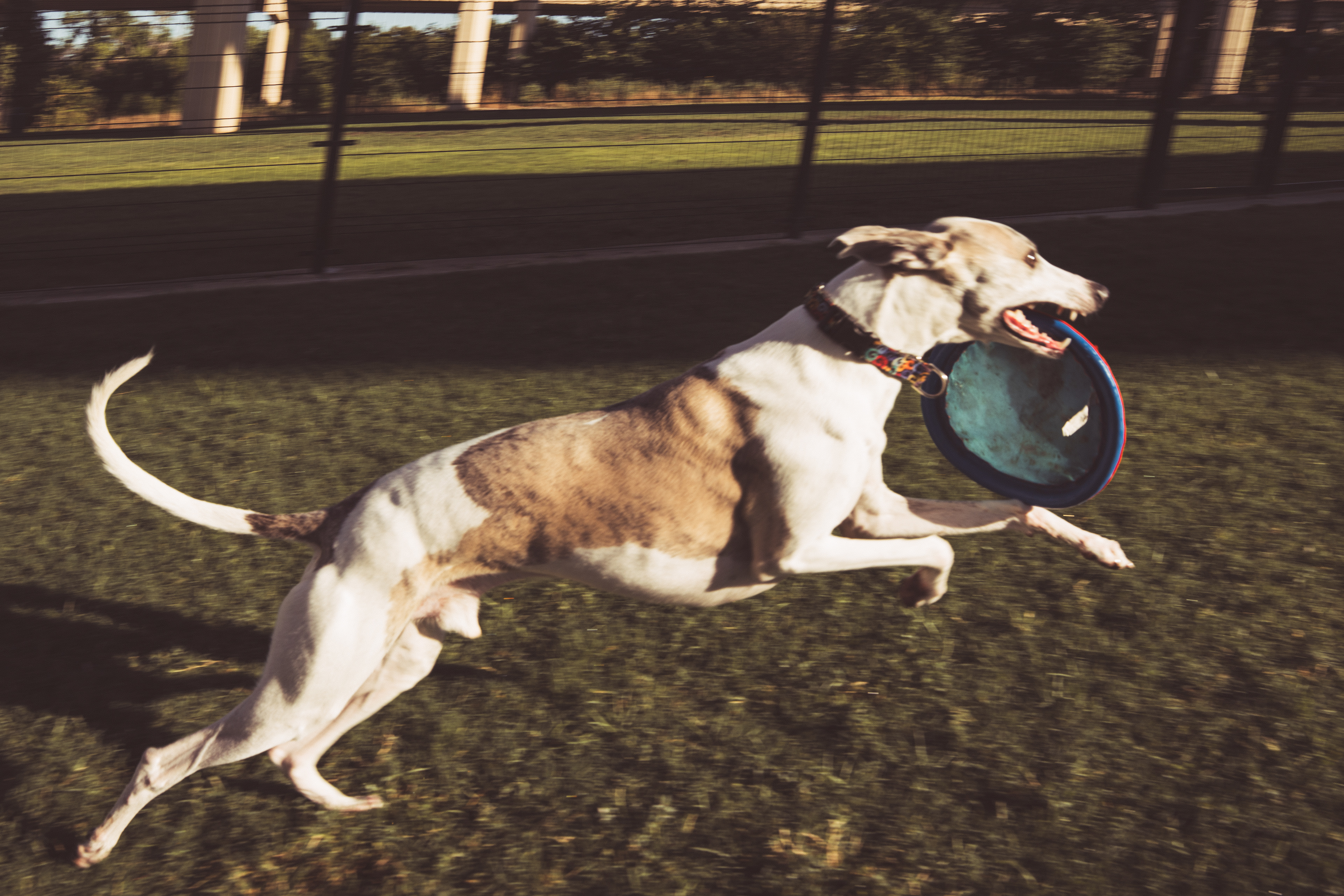 Skinny Dog Photography