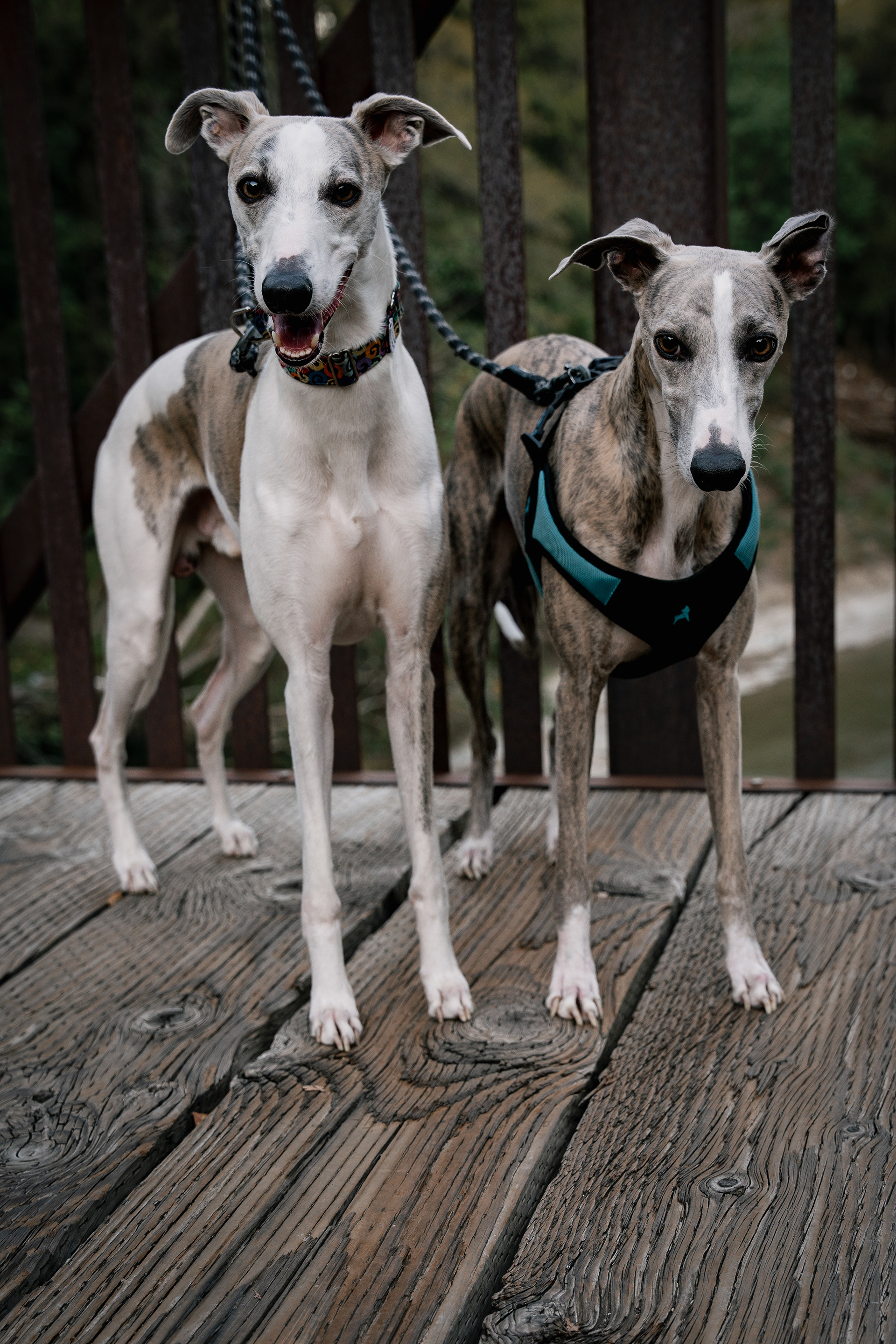 Skinny Dog Photography