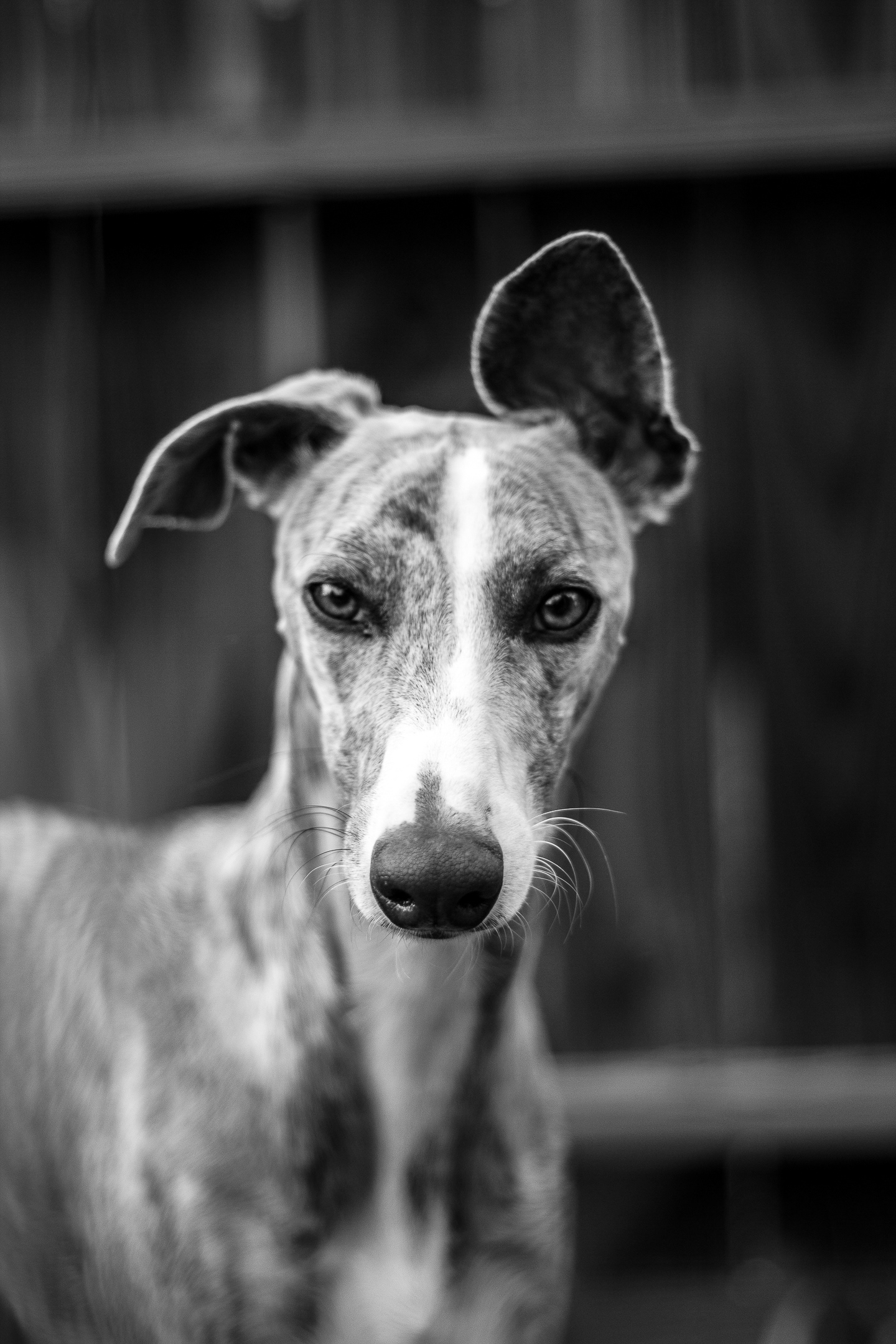 Skinny Dog Photography