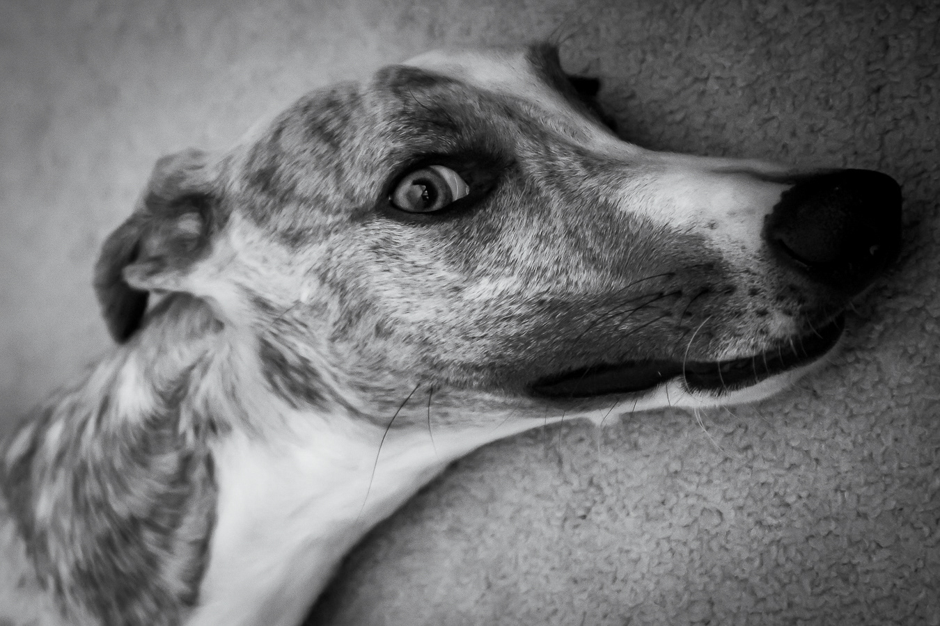 Skinny Dog Photography