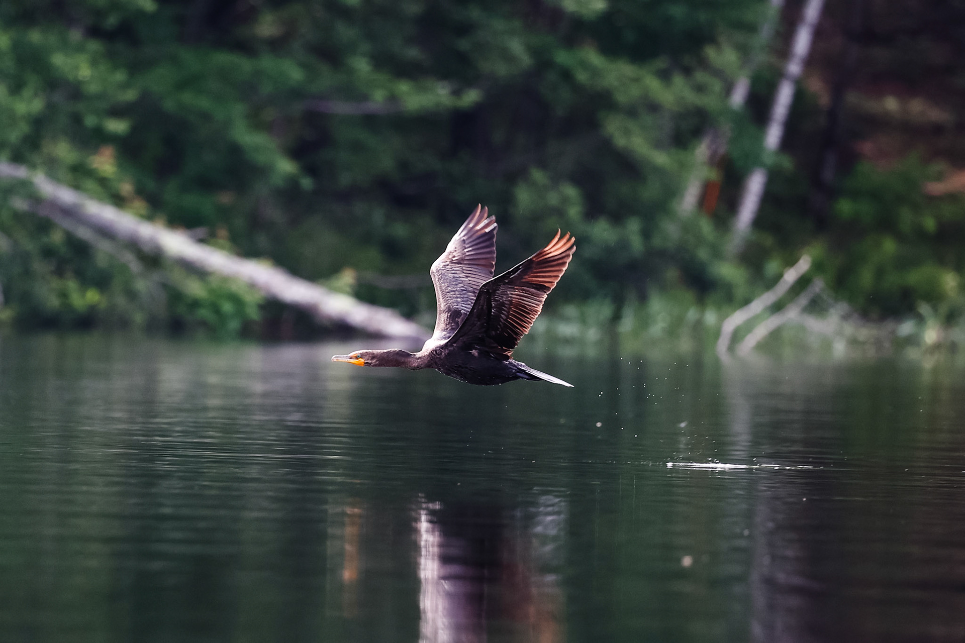 Double crested cormorant