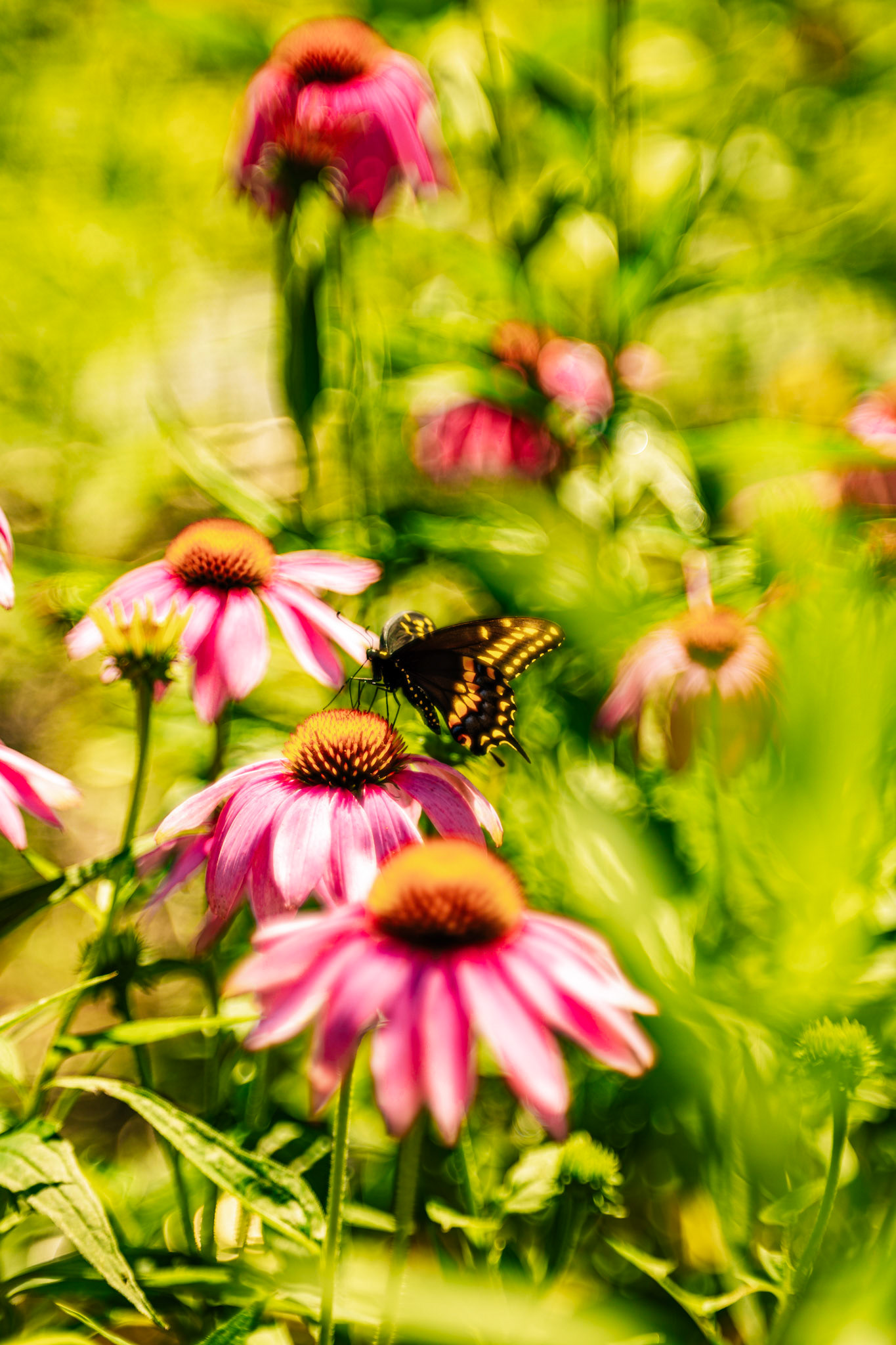 Black swallowtail butterfly