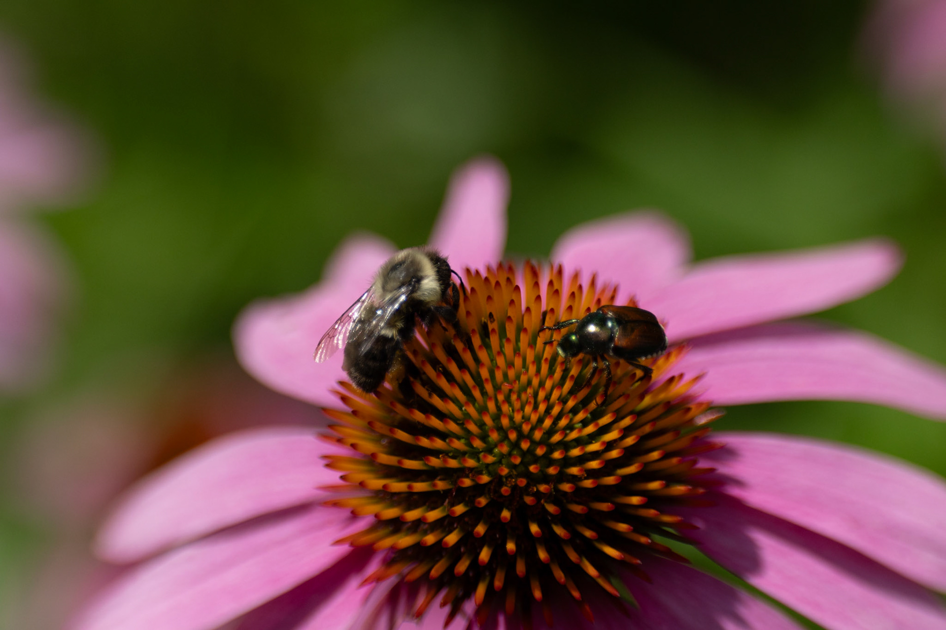 Bumble bee and Japanese beetle