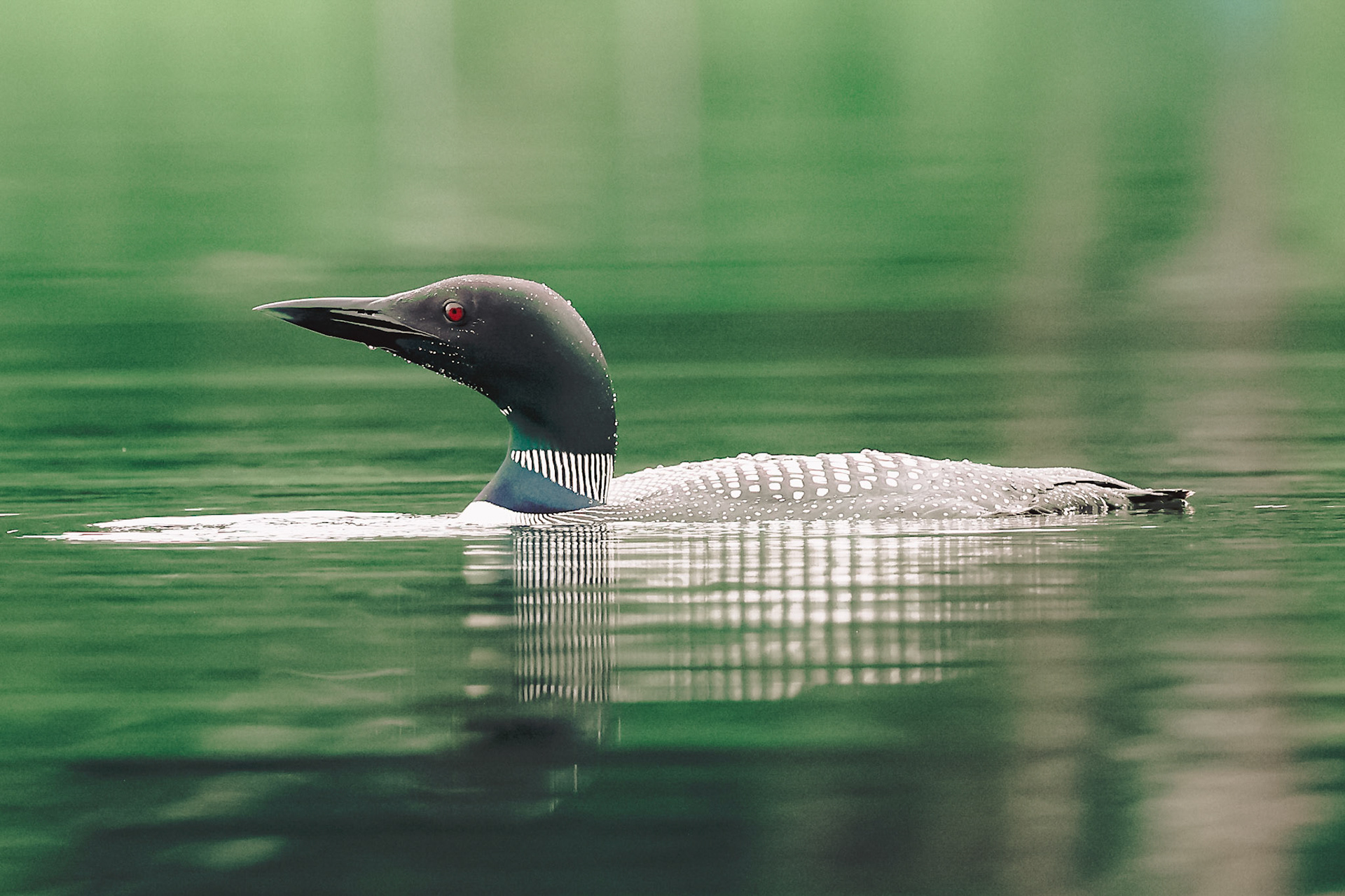Common loon