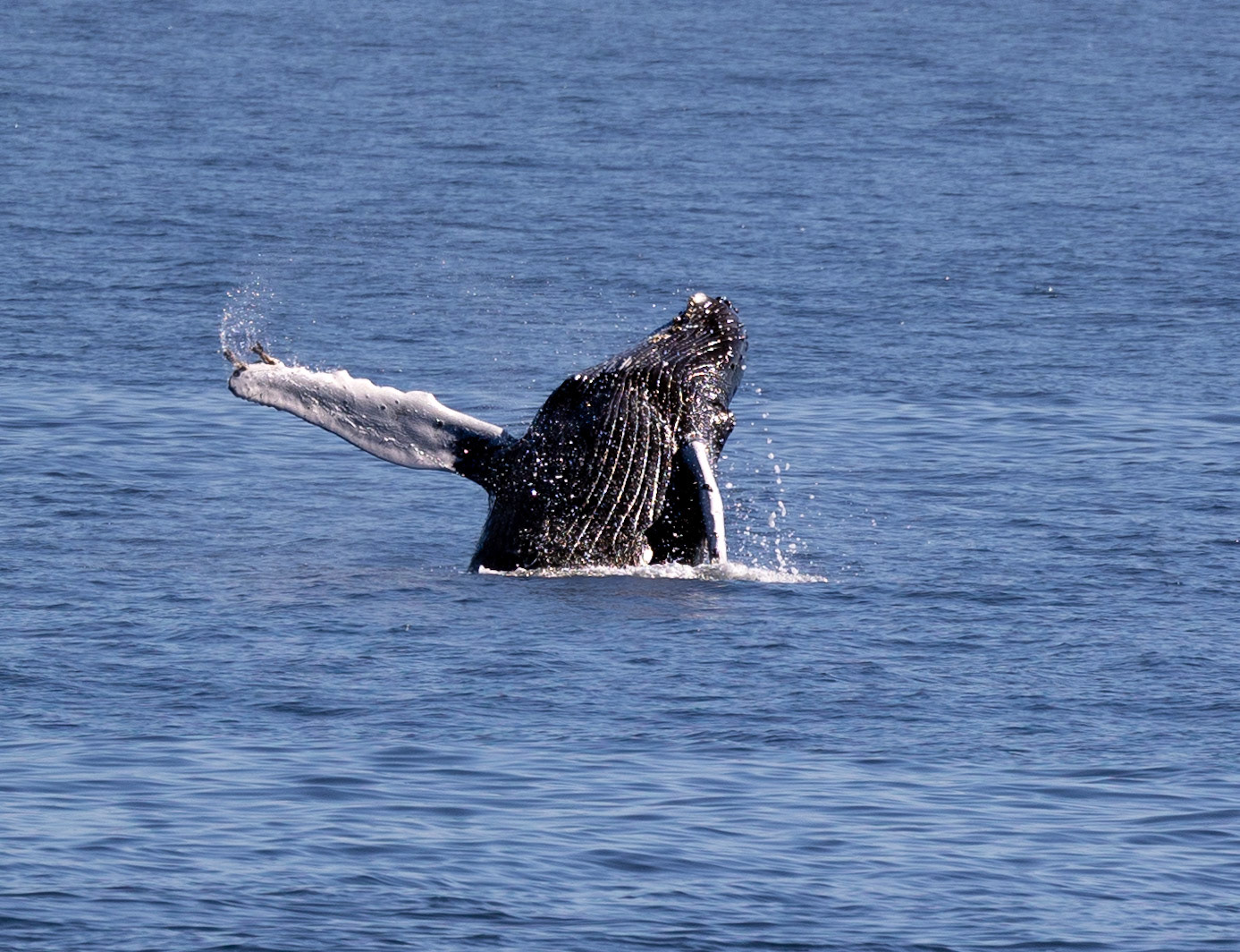 Humpback whale