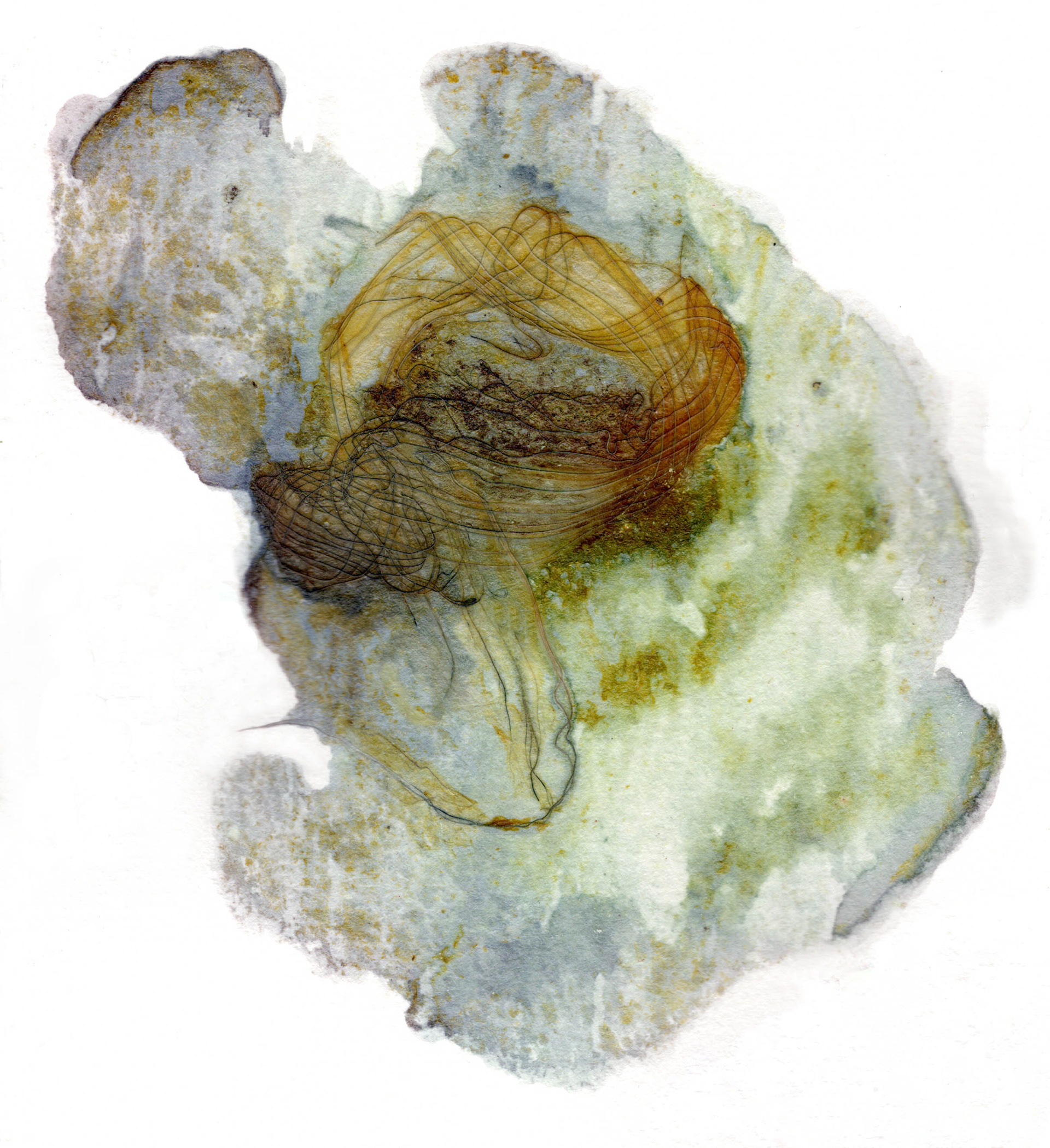 Encre d'hémérocalle 5