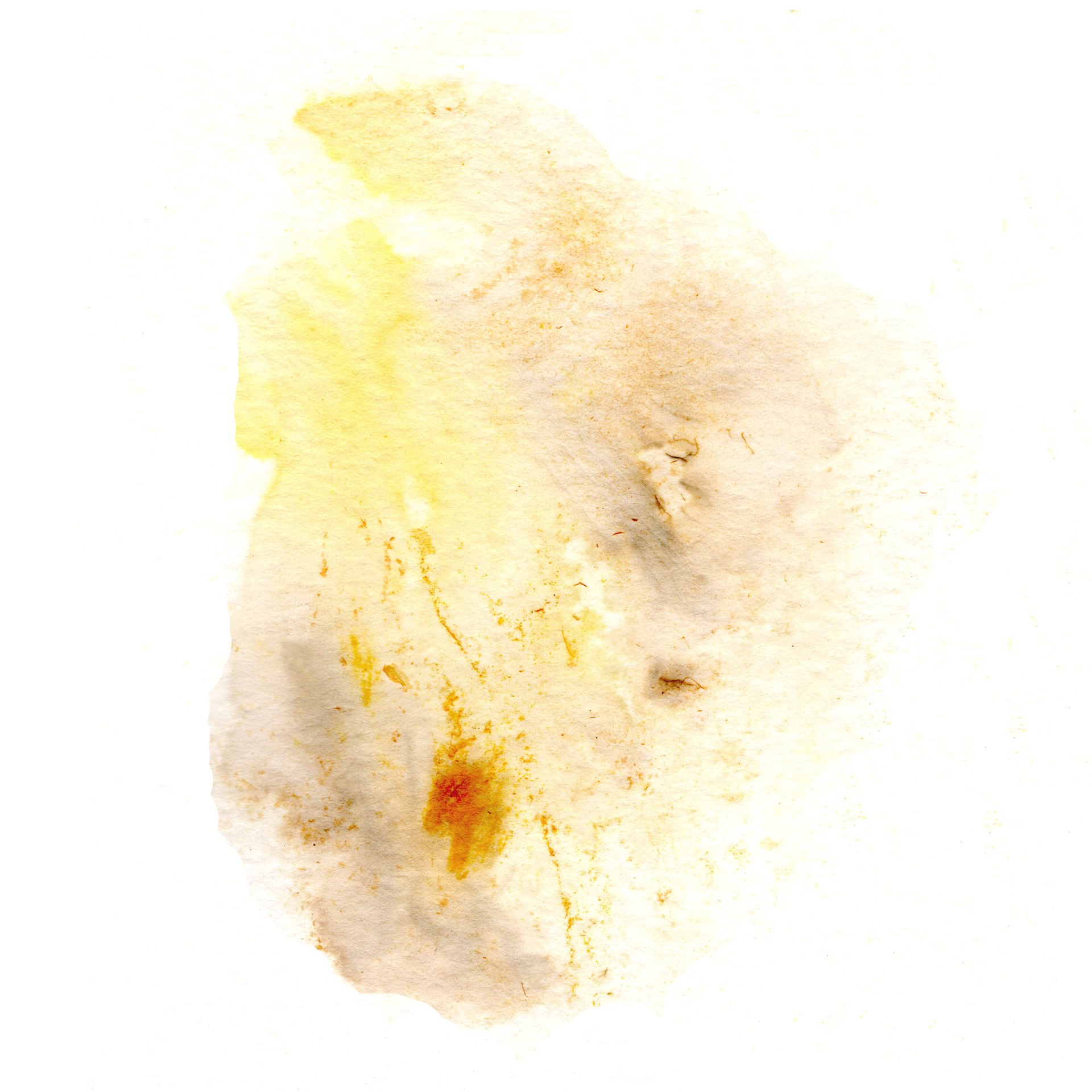 Encre d'hémérocalle 1