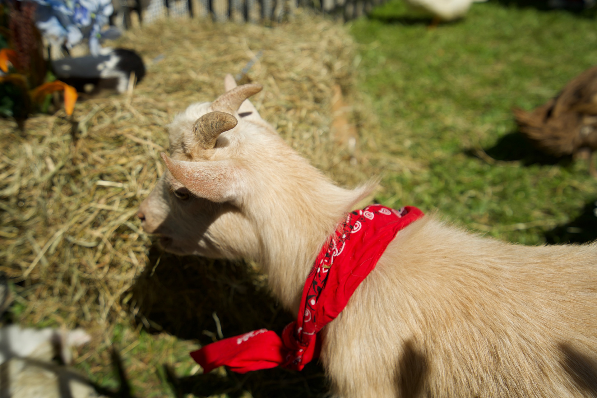 Celso's Wild One 1st Birthday | 2024