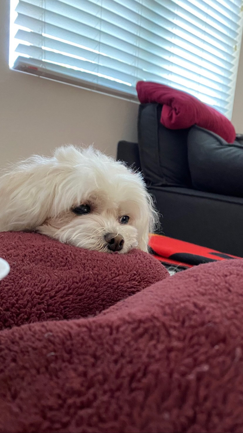 Luna, the bestest doggie ever!