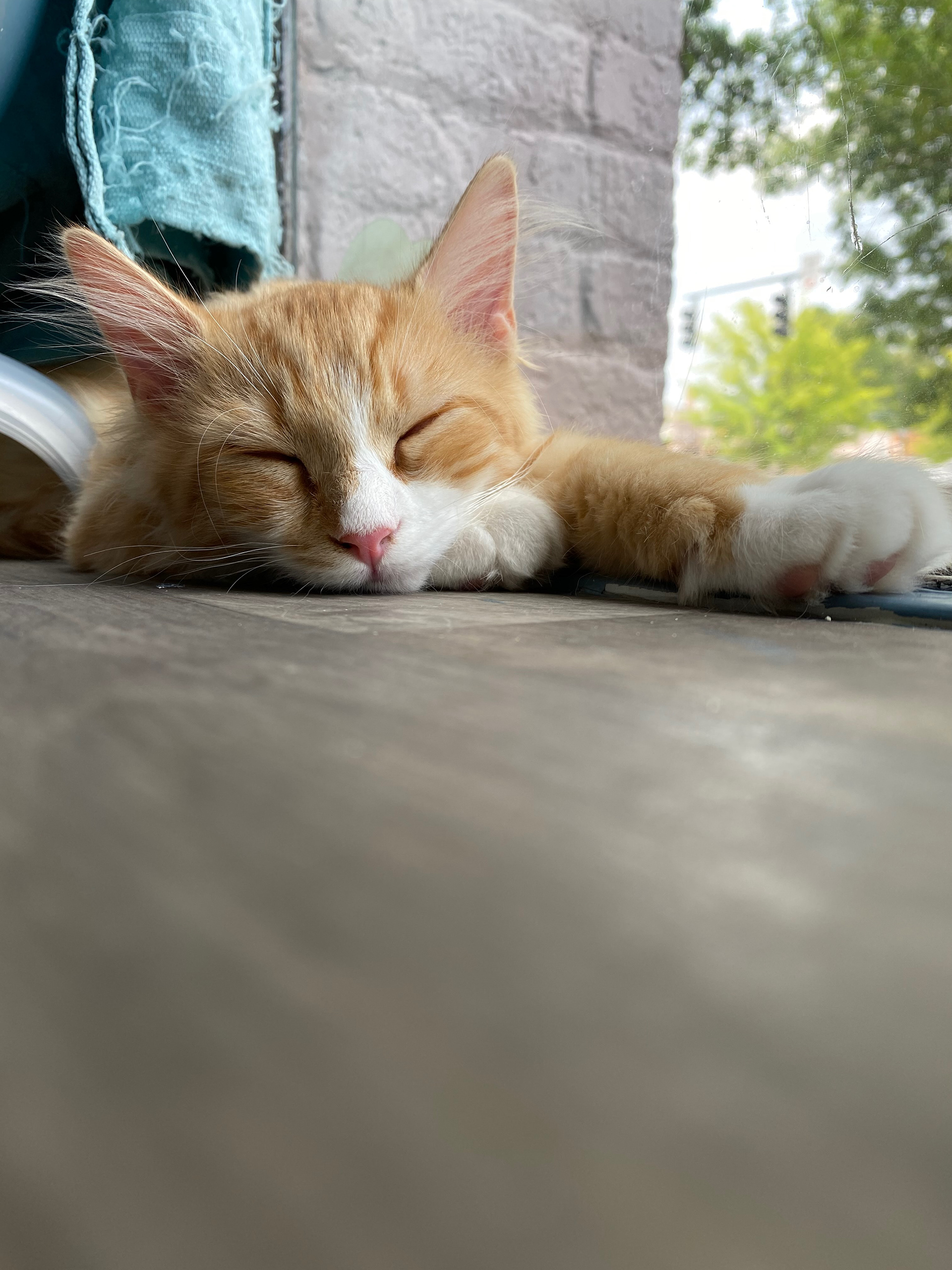 Hometown cat café resident