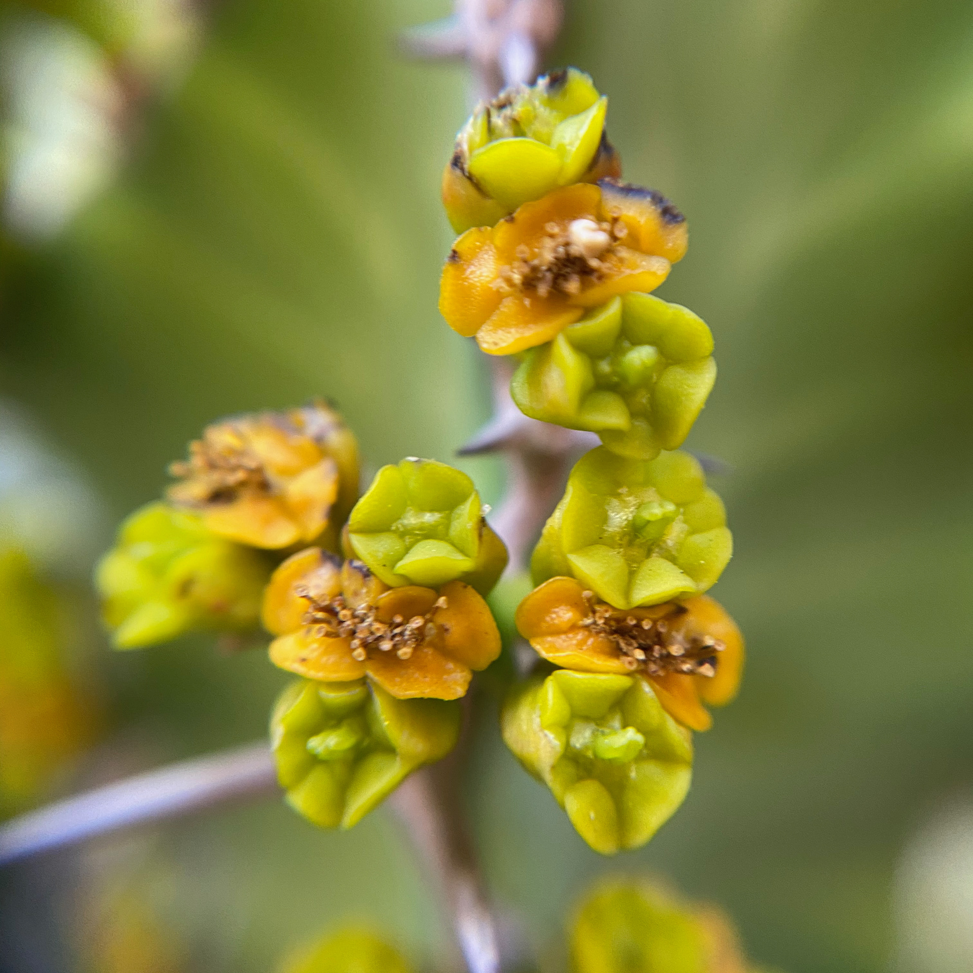 Macro shot of flowers on the cactus in the backyard