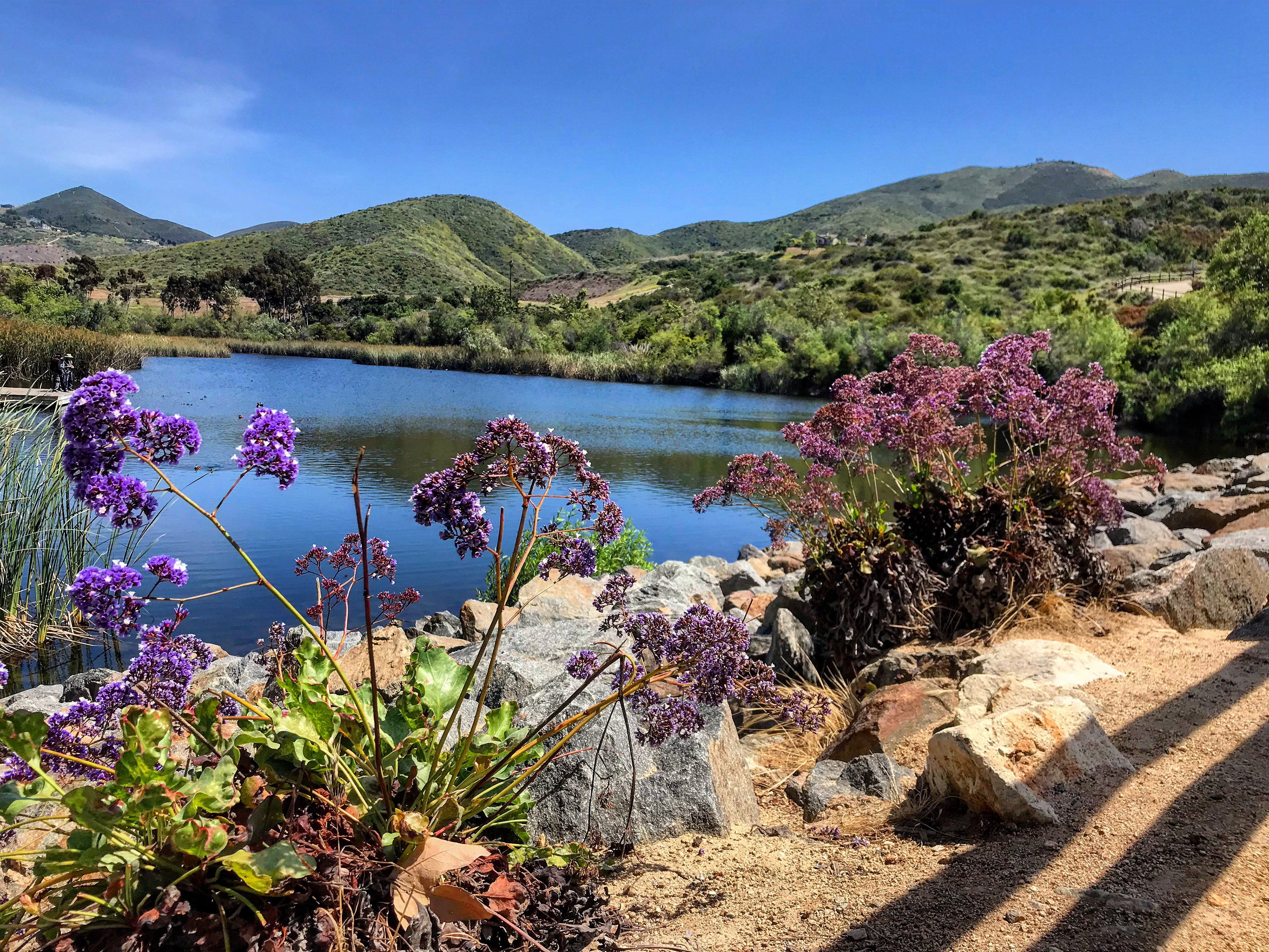 My current "backyard"