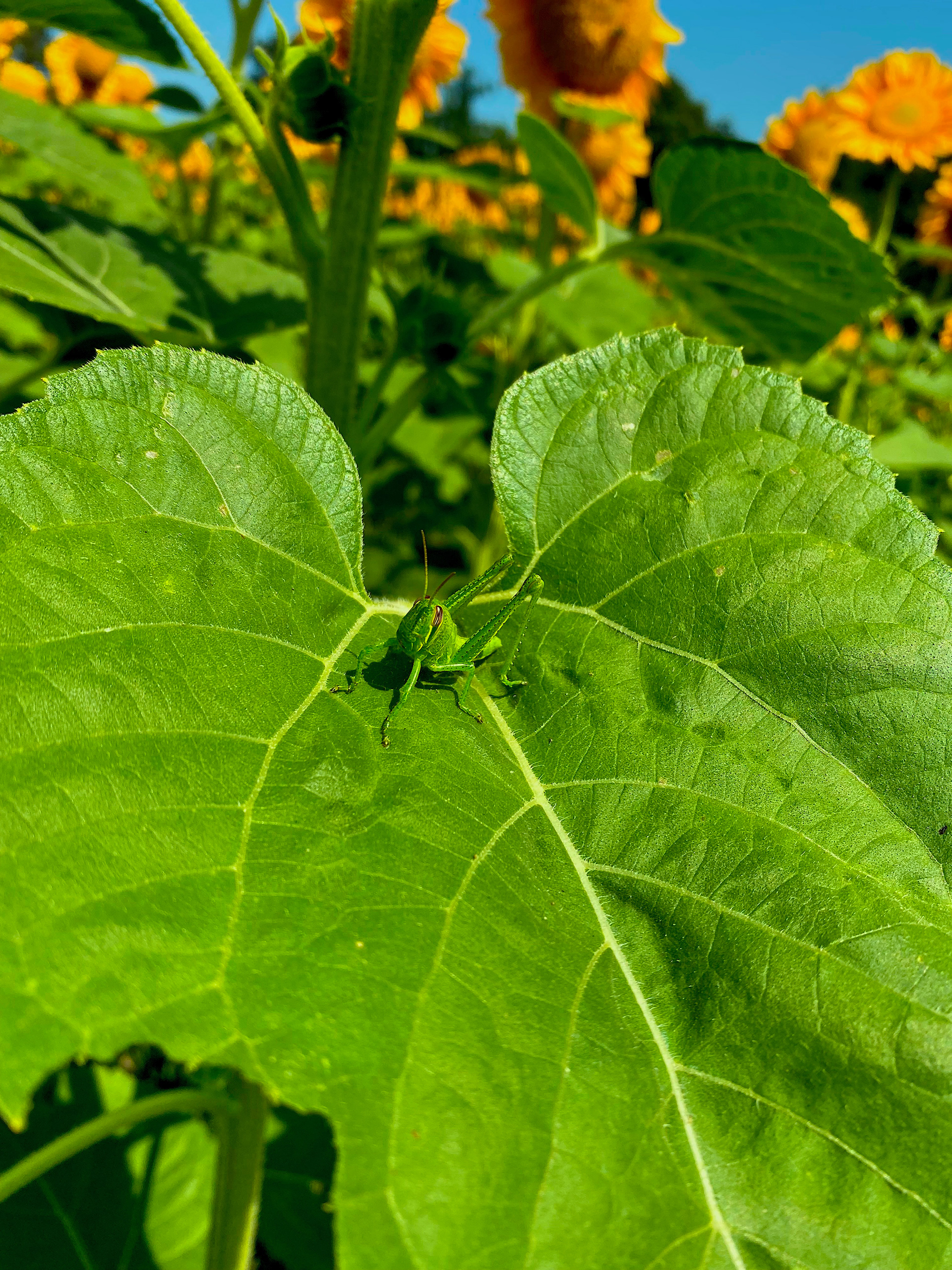 Little grasshopper watching me on a sunflower leaf