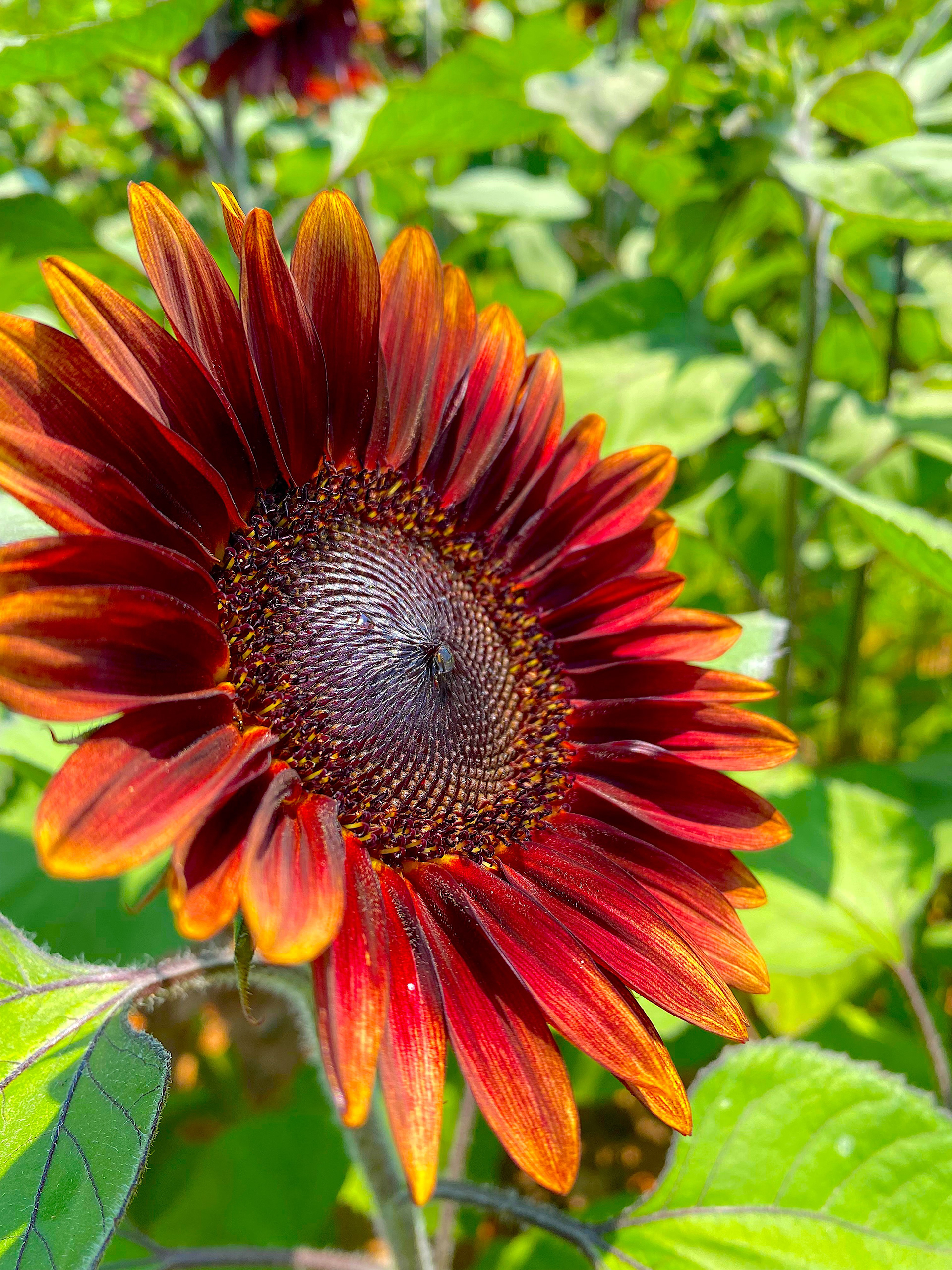 Red sunflower