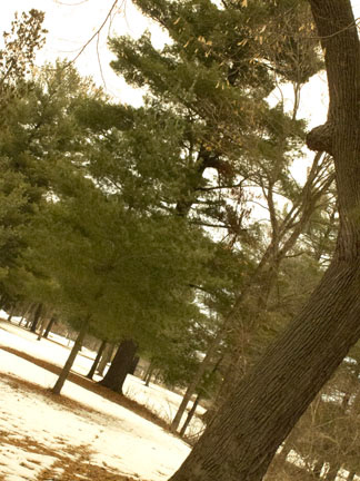 Crooked Tree Midseason