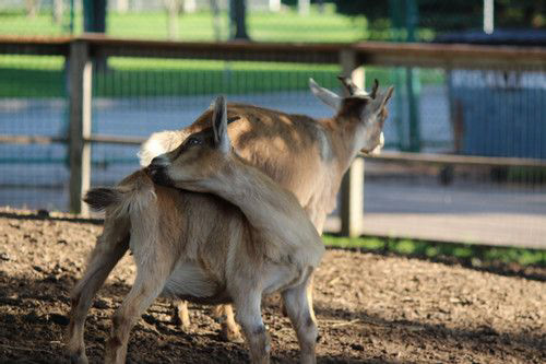 Goats being Goats