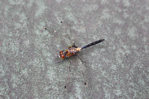 Dragonfly (Close)