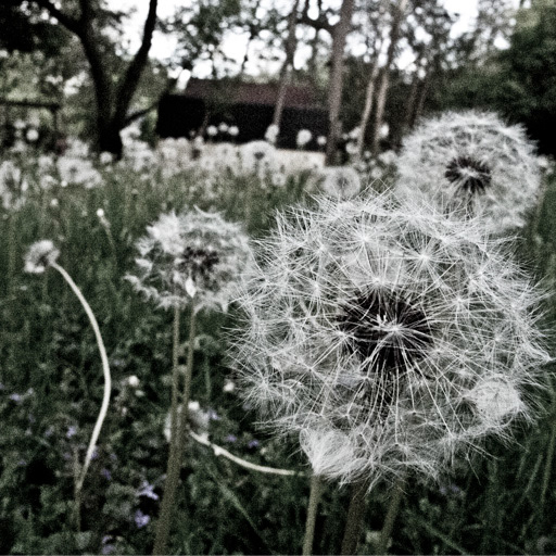 Dandelions Everywhere When schoolwork was more important than maintaining the yard at our residence, I decided to take a few pictures before I mowed them all down.