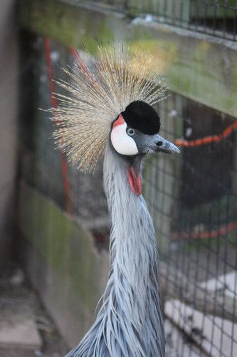 Exotic Bird
