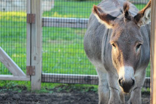 Small Horse (Donkey)