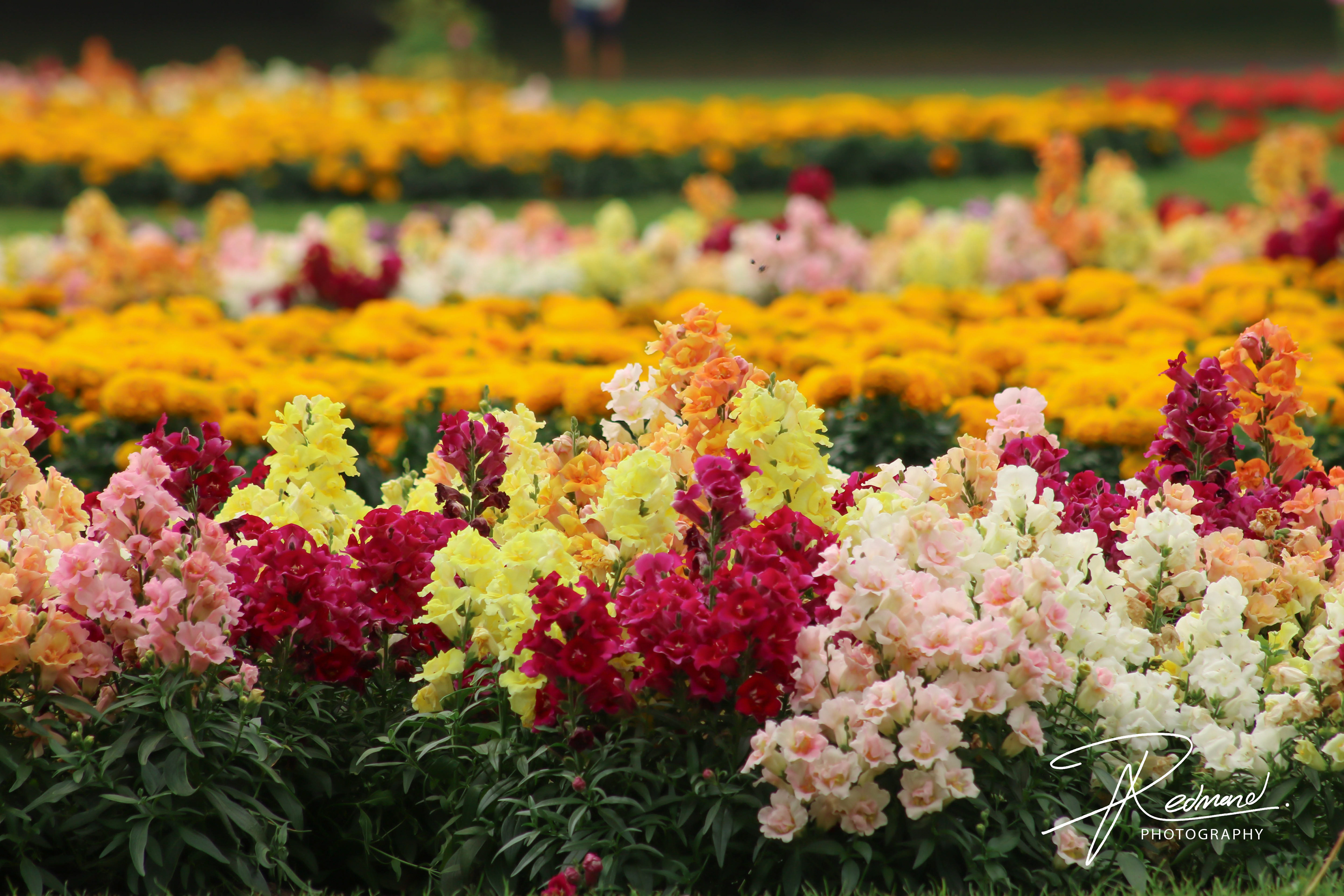 Flower Beds