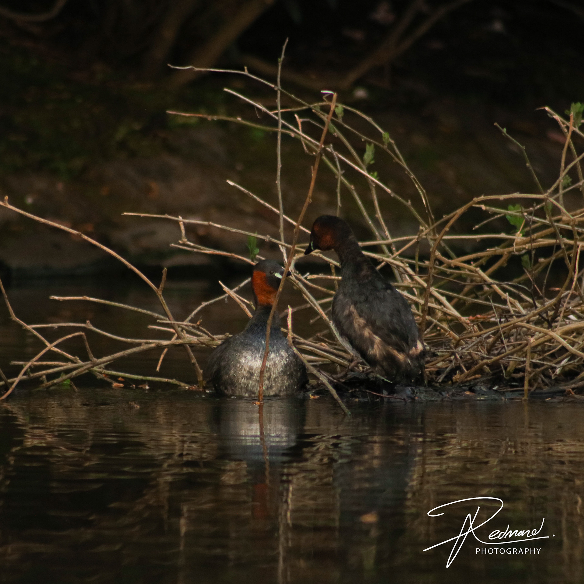Little Grebe's Mating Dance 2022