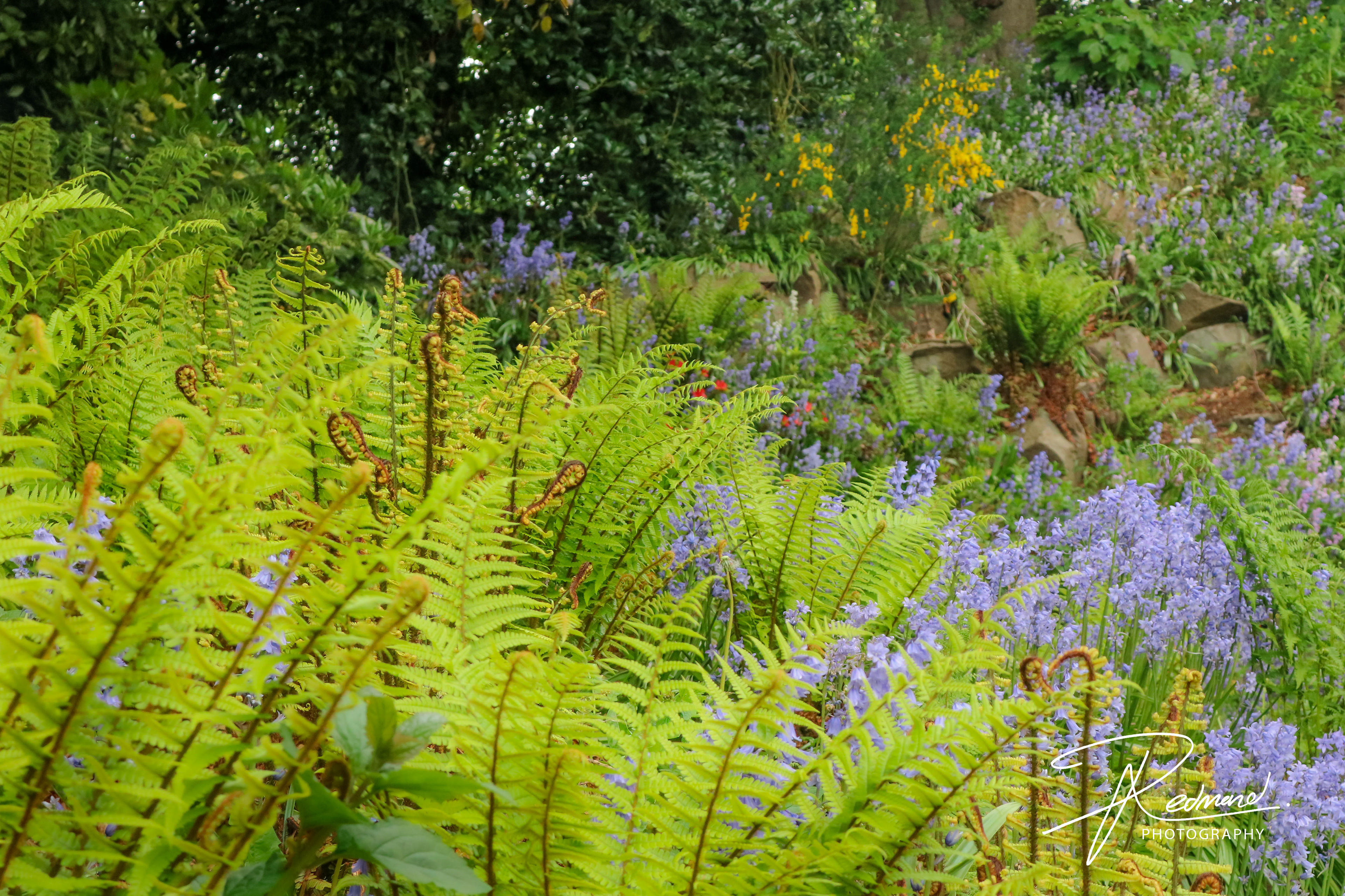 Beautiful Ferns of Fossil Grove