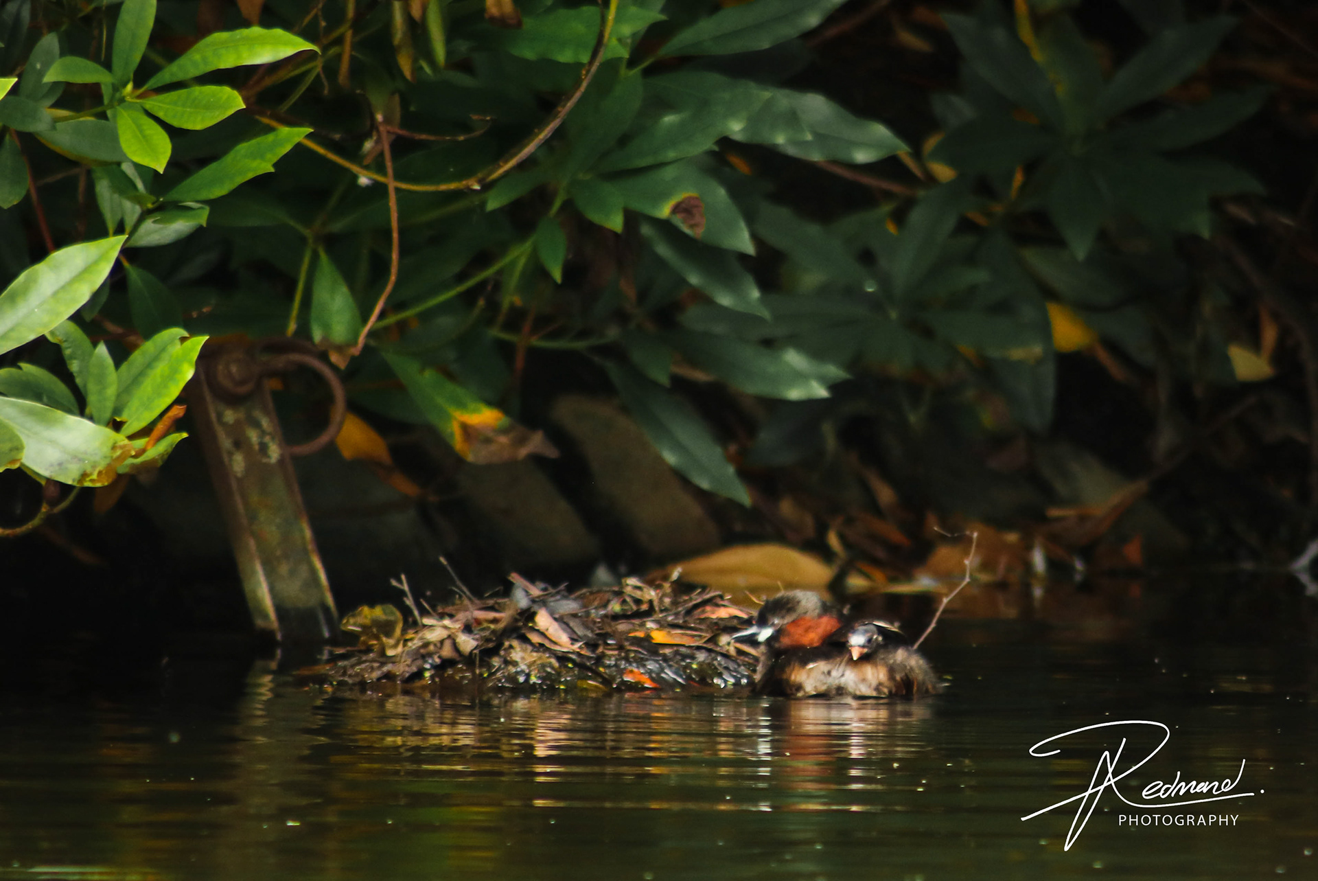 Little Grebe + Littler Grebe: 2022