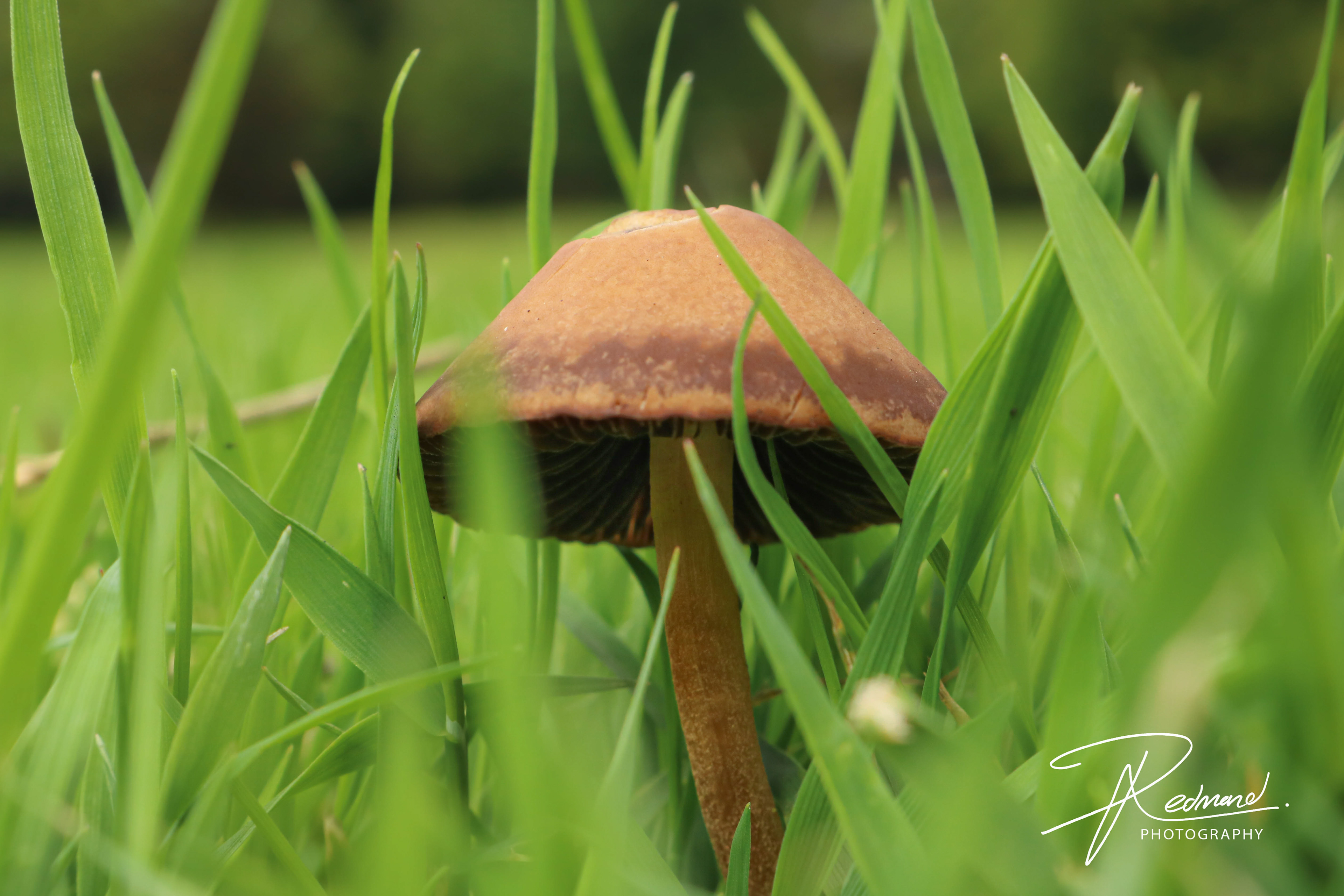 Mushrooms!