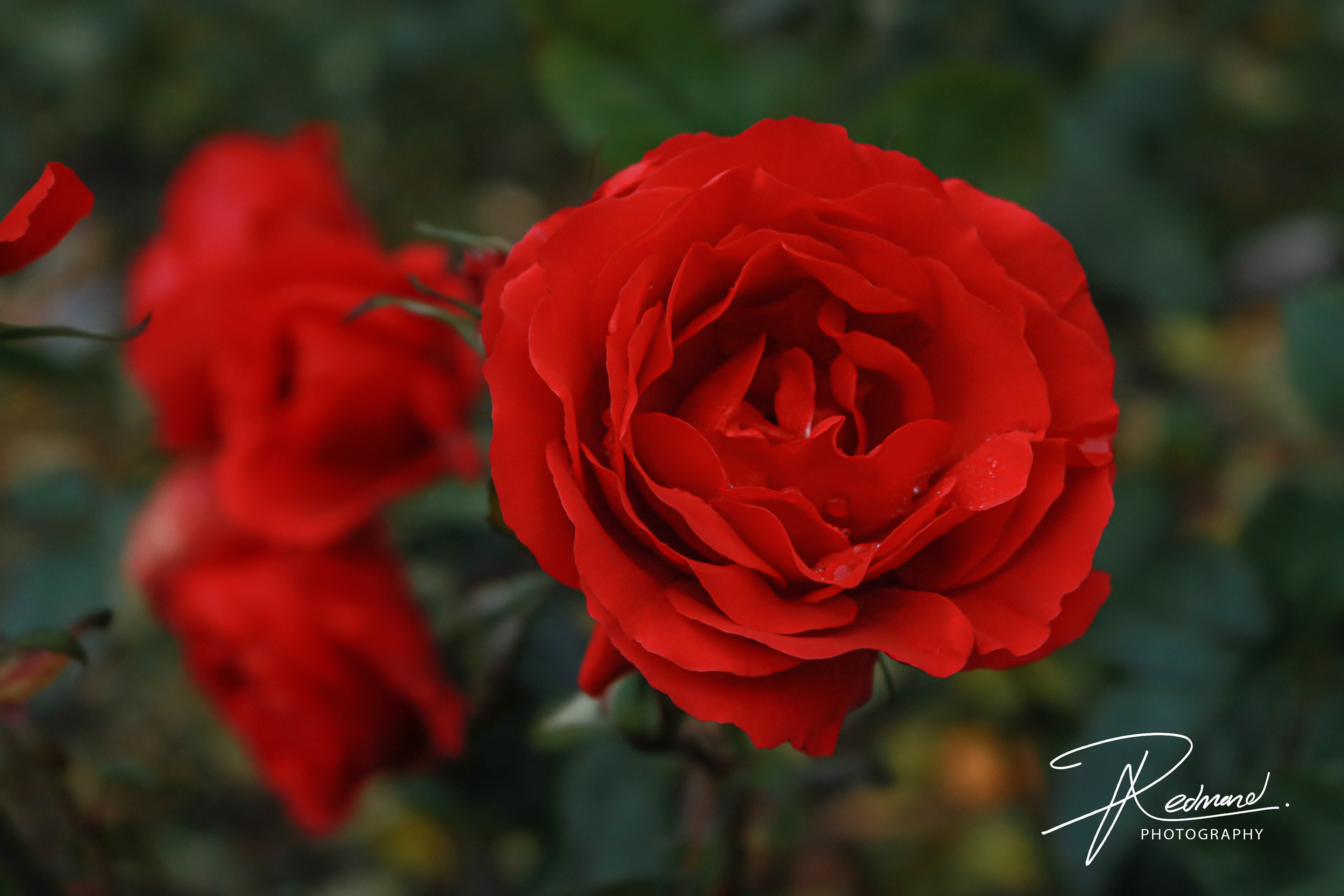 Roses