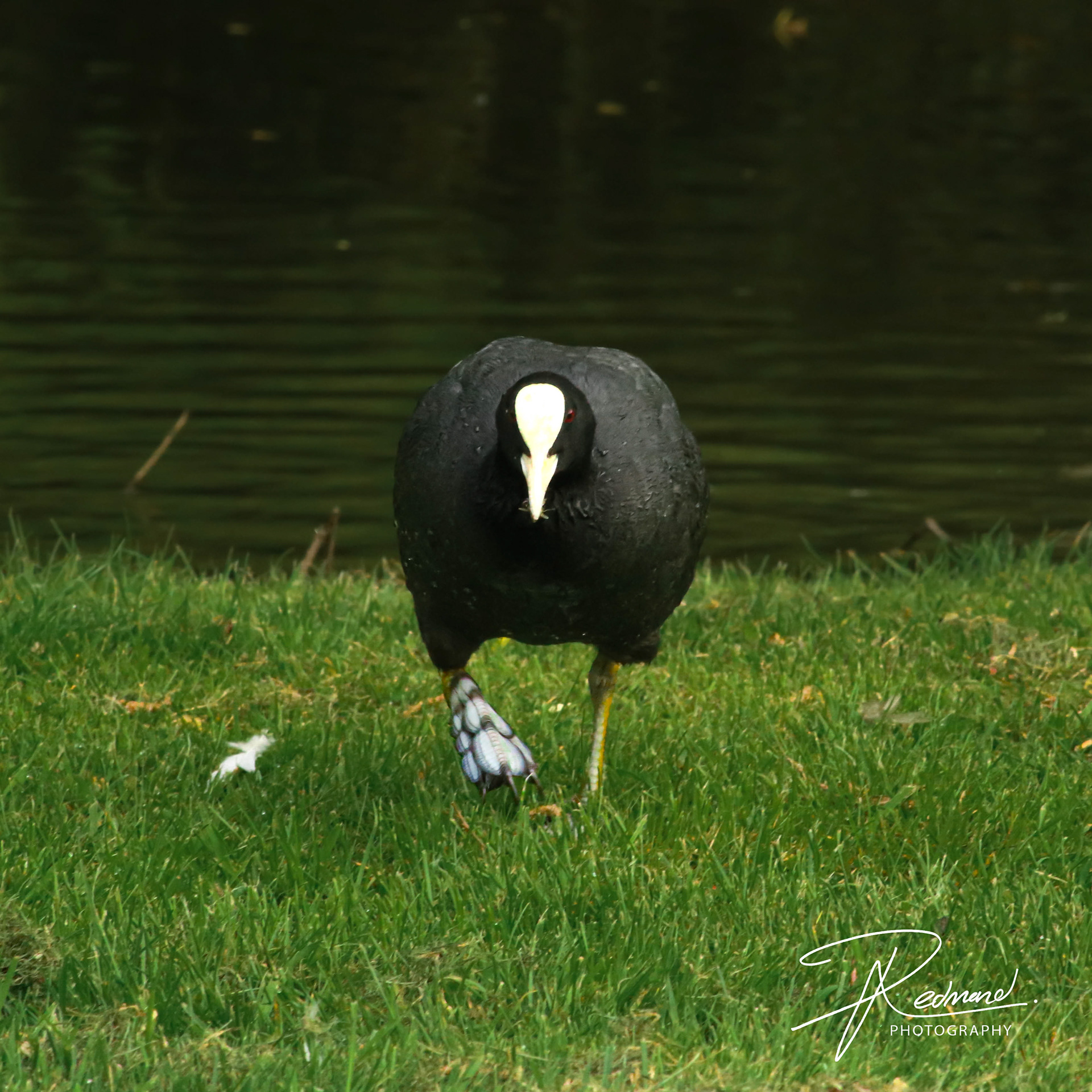 Eurasion Coot Defending its Territory